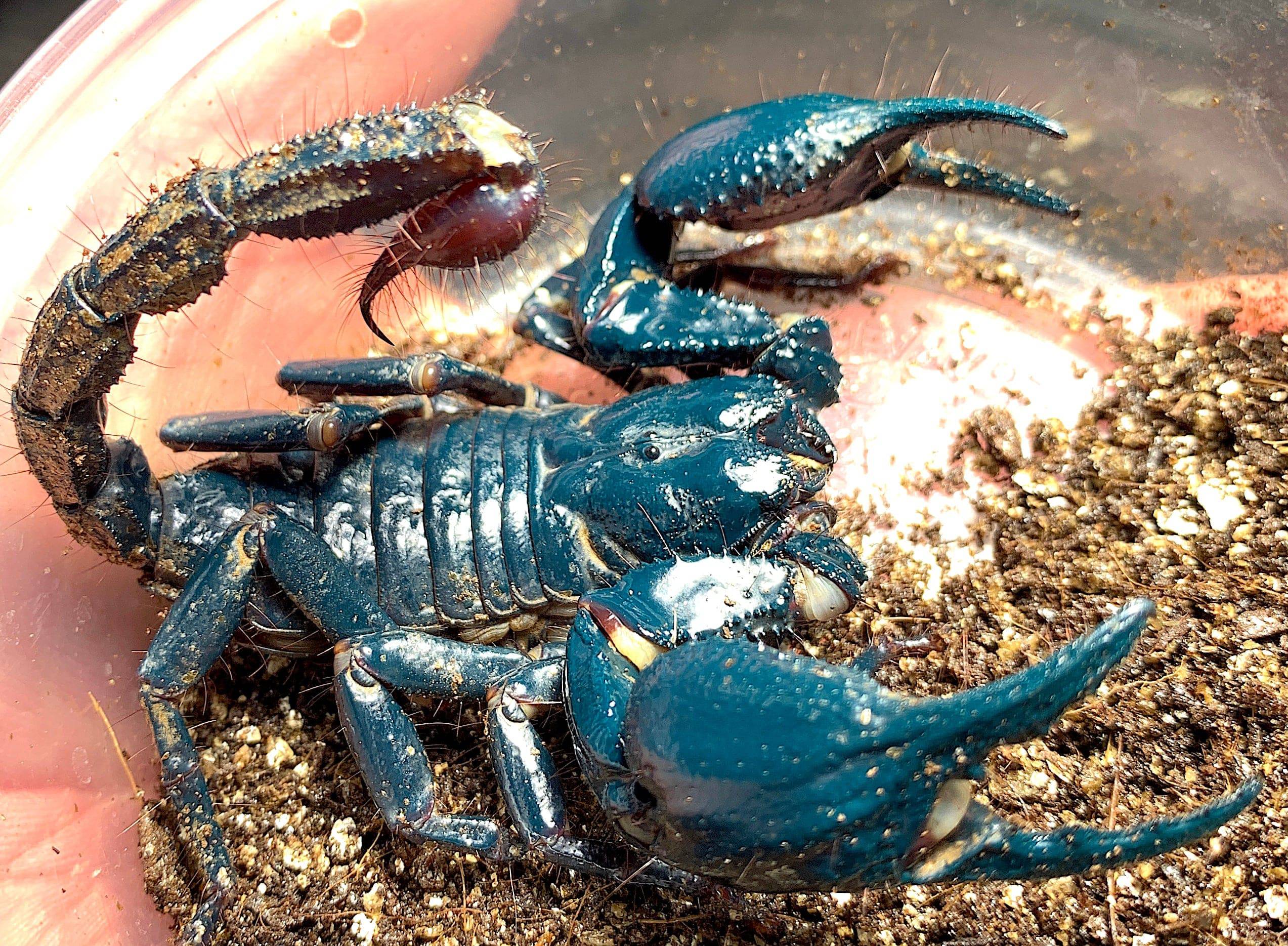 Malaysian Blue Claw Scorpion