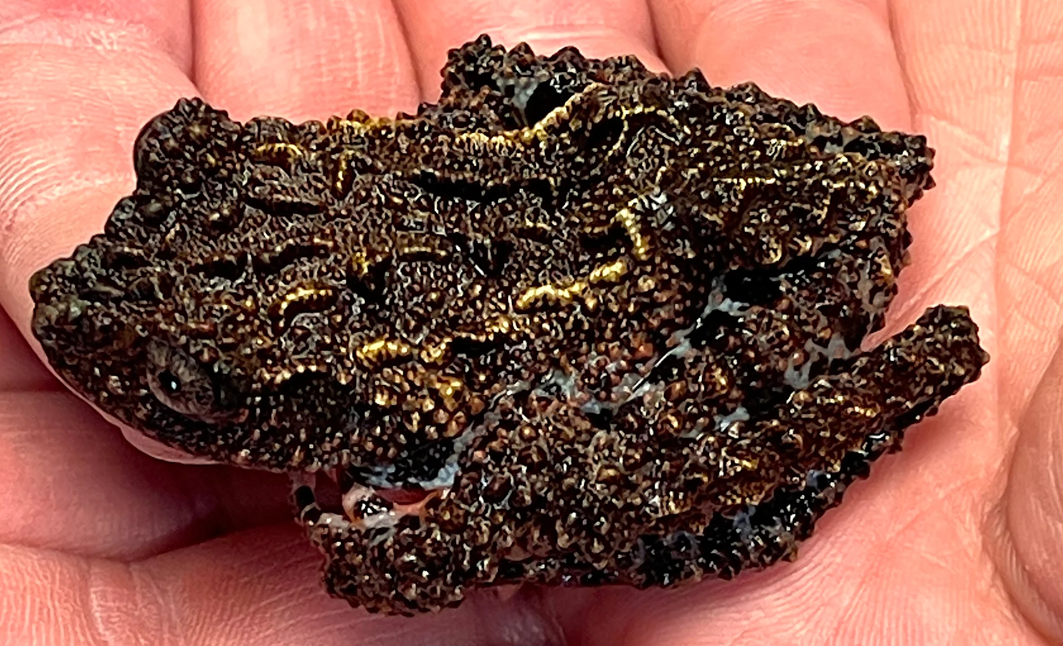 Malaysian Giant Bug Eye Frogs 3-4" (Theloderma leprosum)