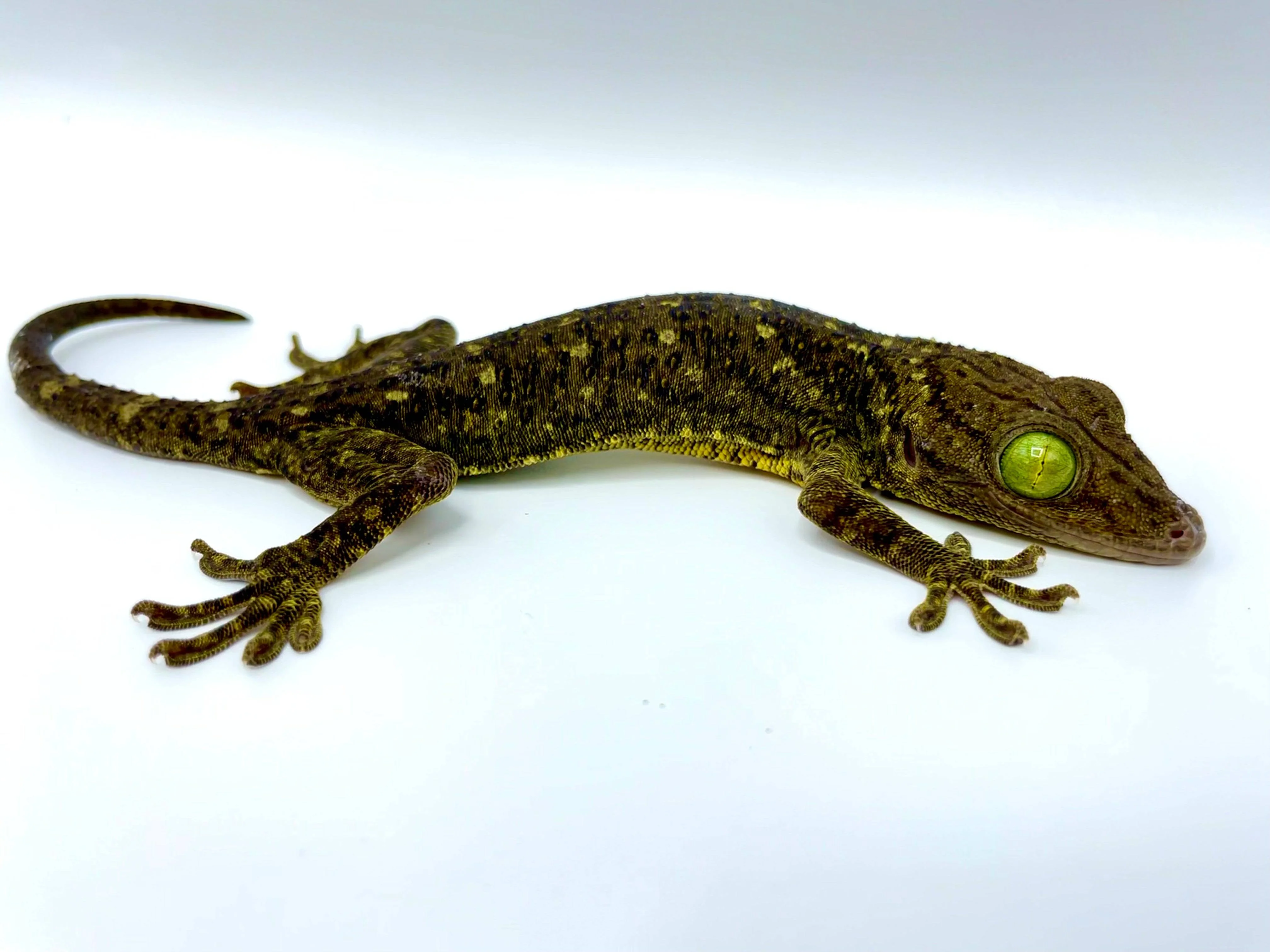 Malaysian Green Eyed Gecko