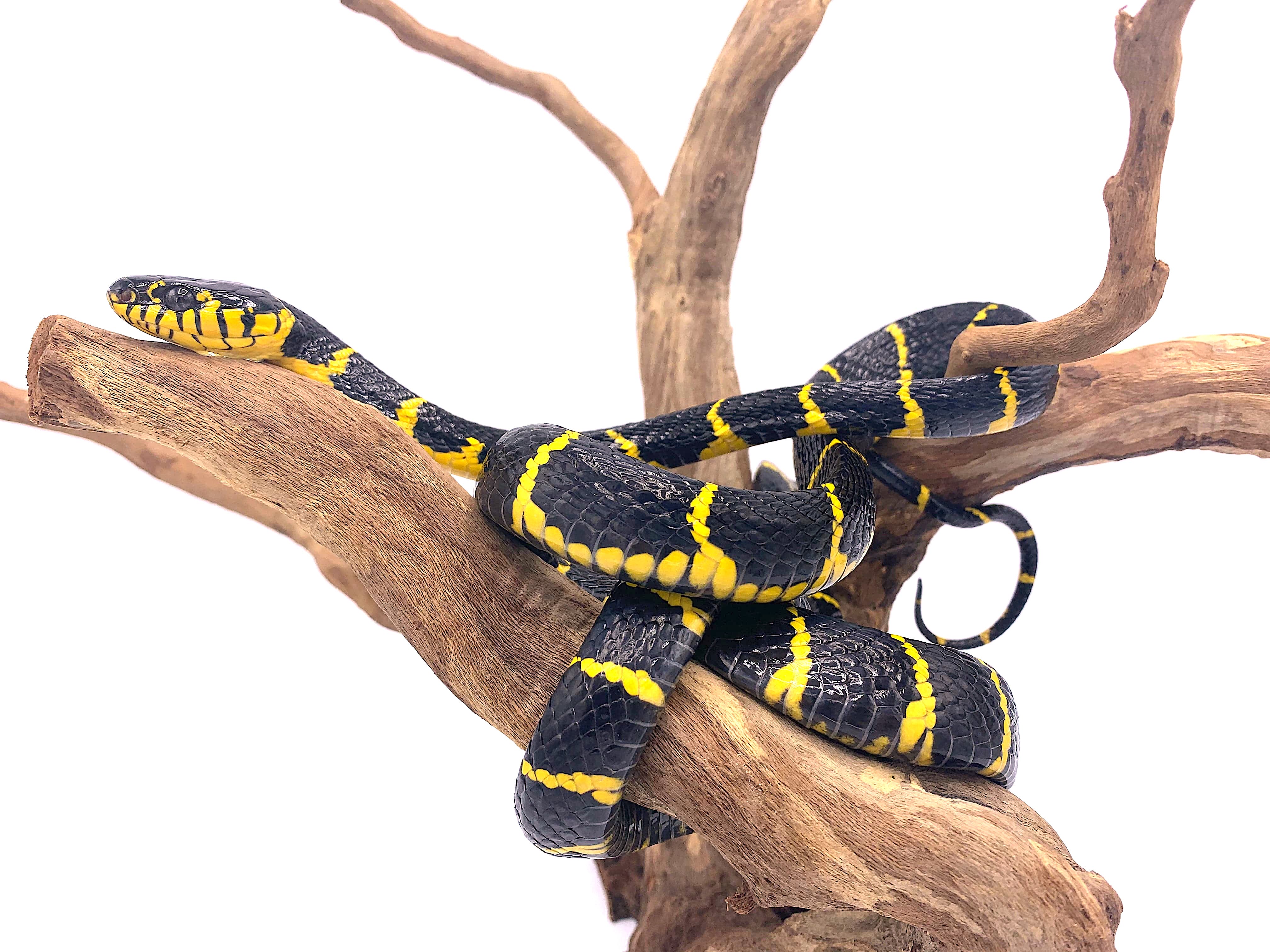 Mangrove Snakes CH babies