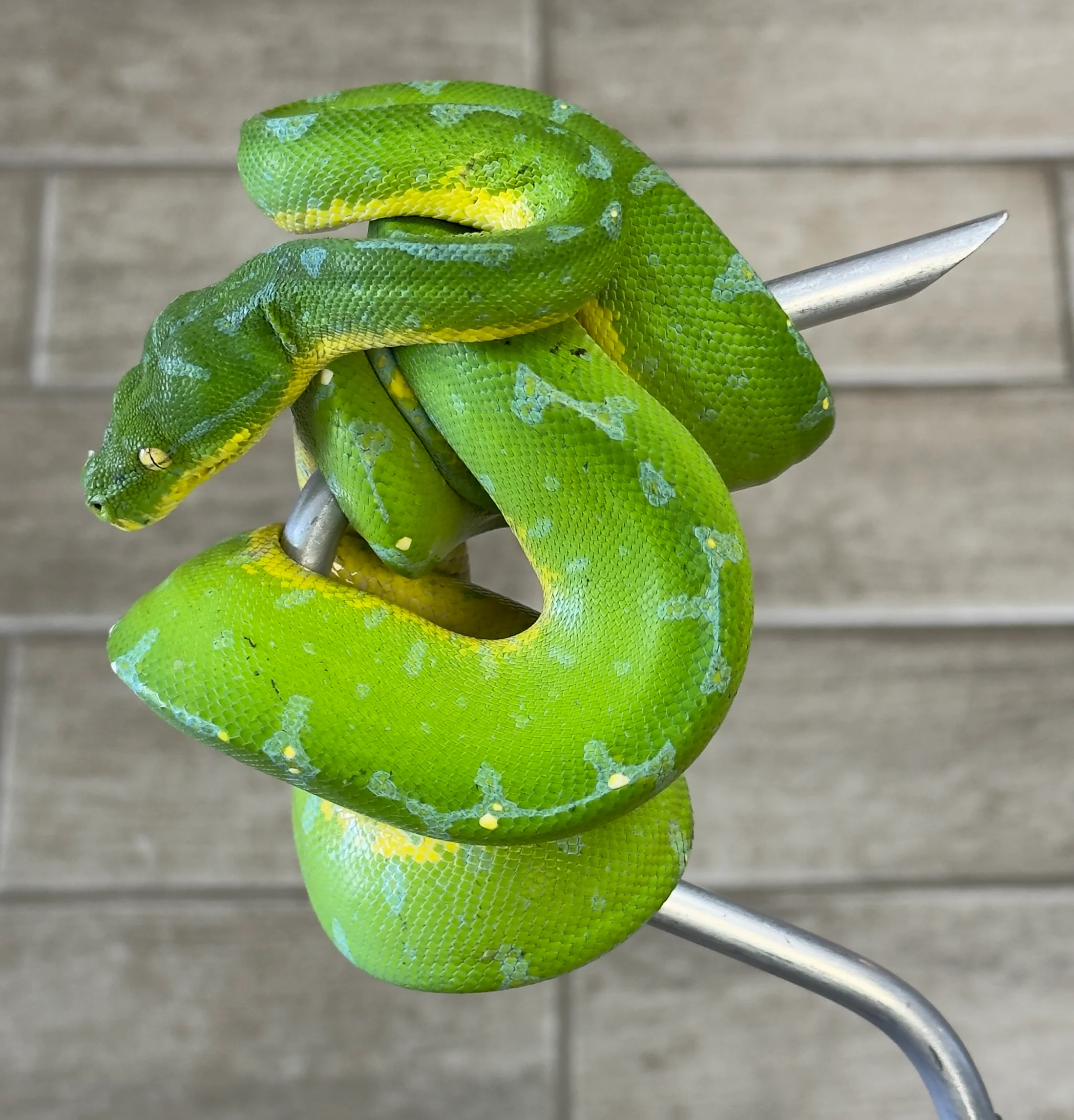 Manokwari Green Tree Python Female (MGTP1)
