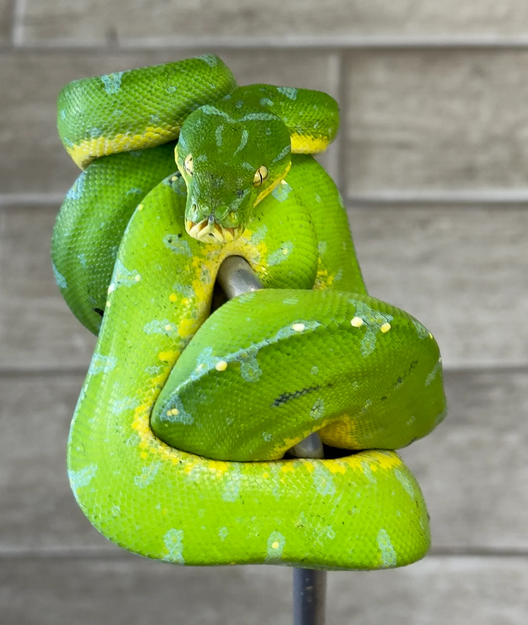 Manokwari Green Tree Python Female (MGTP1) - Image 2