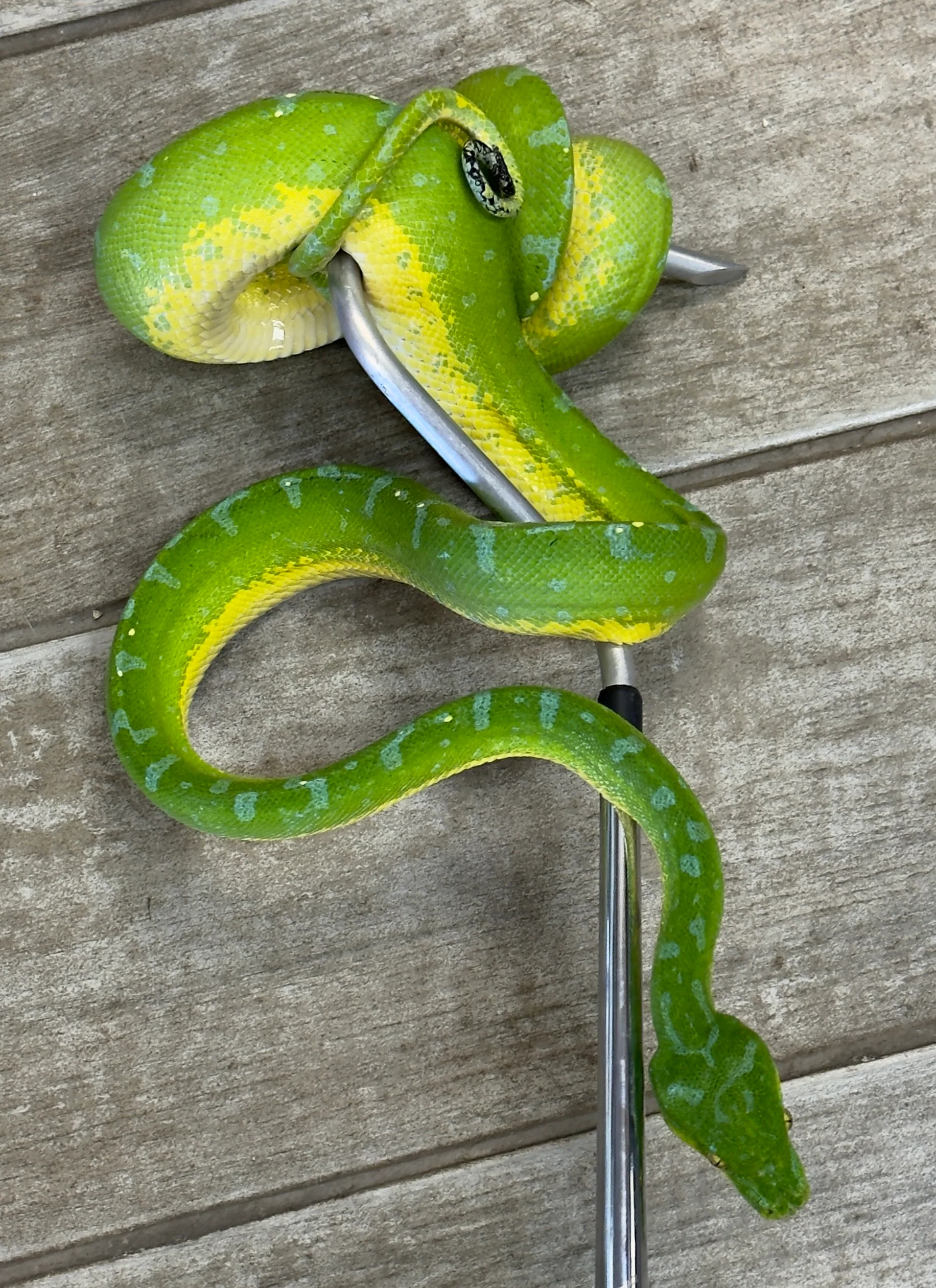 Manokwari Green Tree Python Female (MGTP2) - Image 2