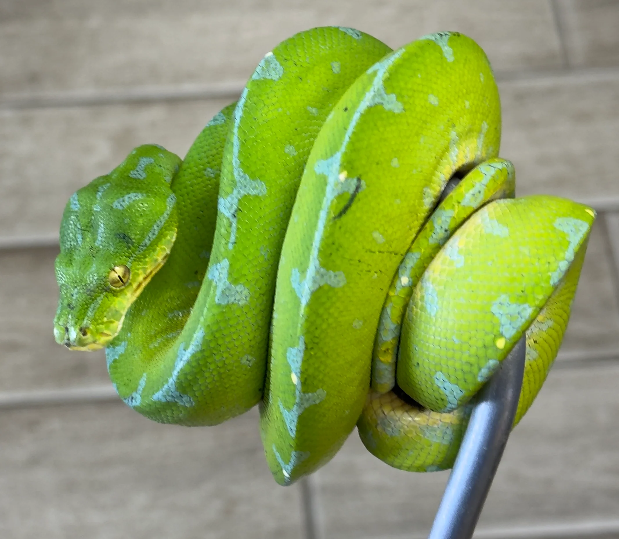 Manokwari Green Tree Python Male (MGTP3)