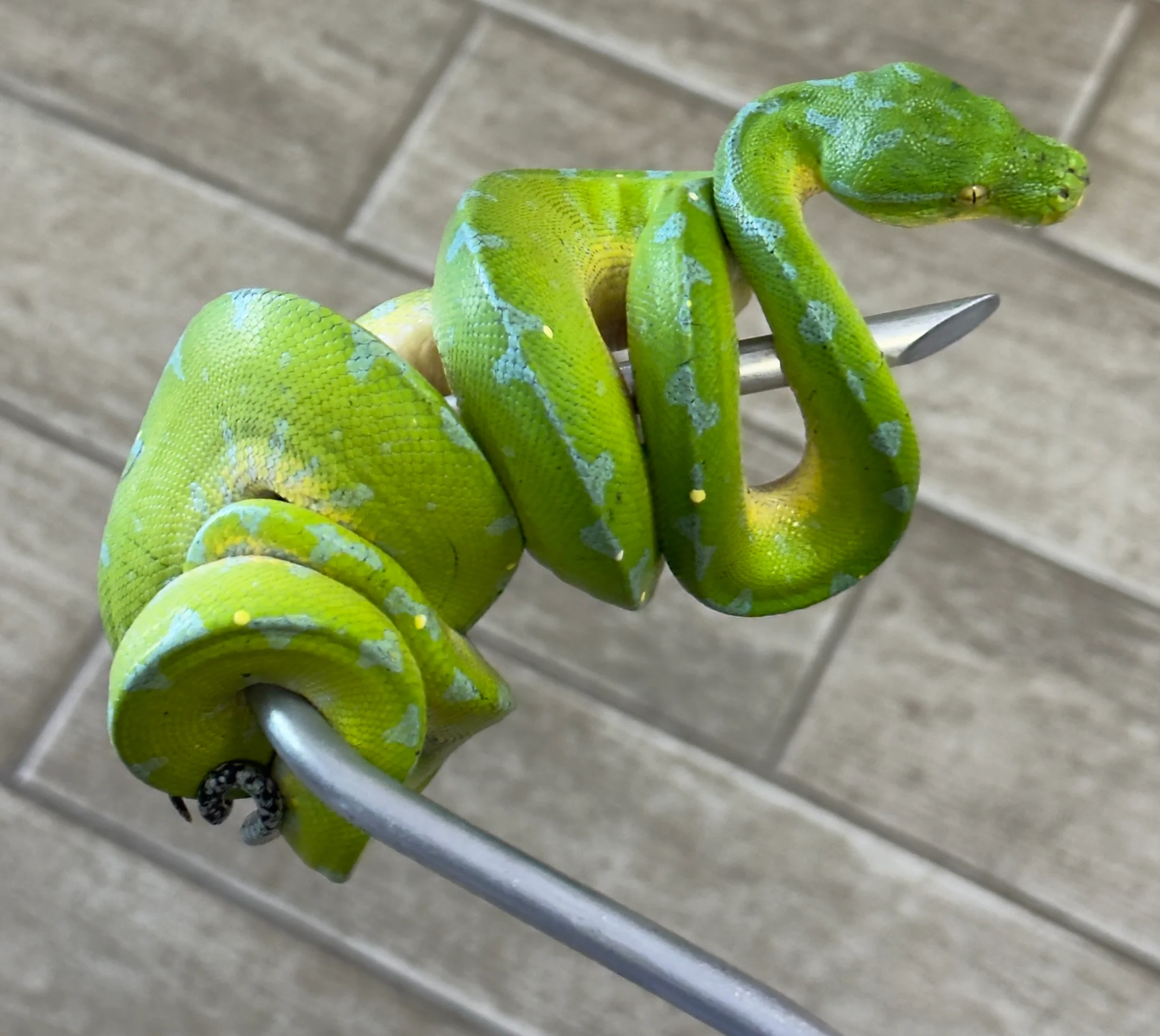 Manokwari Green Tree Python Male (MGTP3) - Image 2