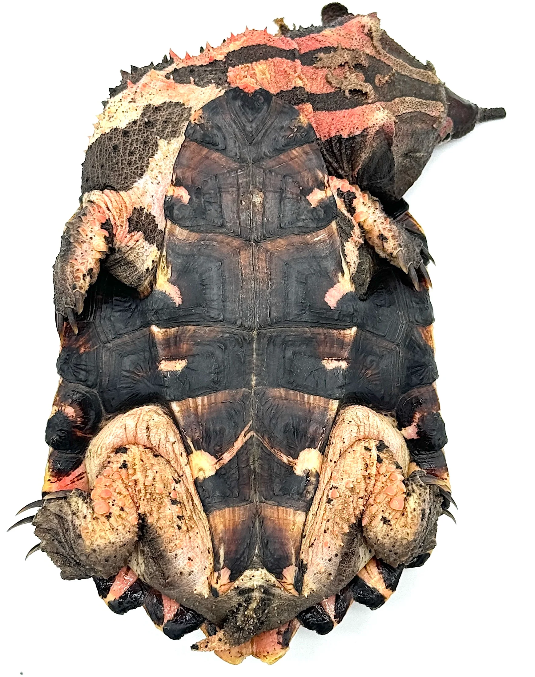 Mata Mata Turtle 4-5" Baby - Image 2