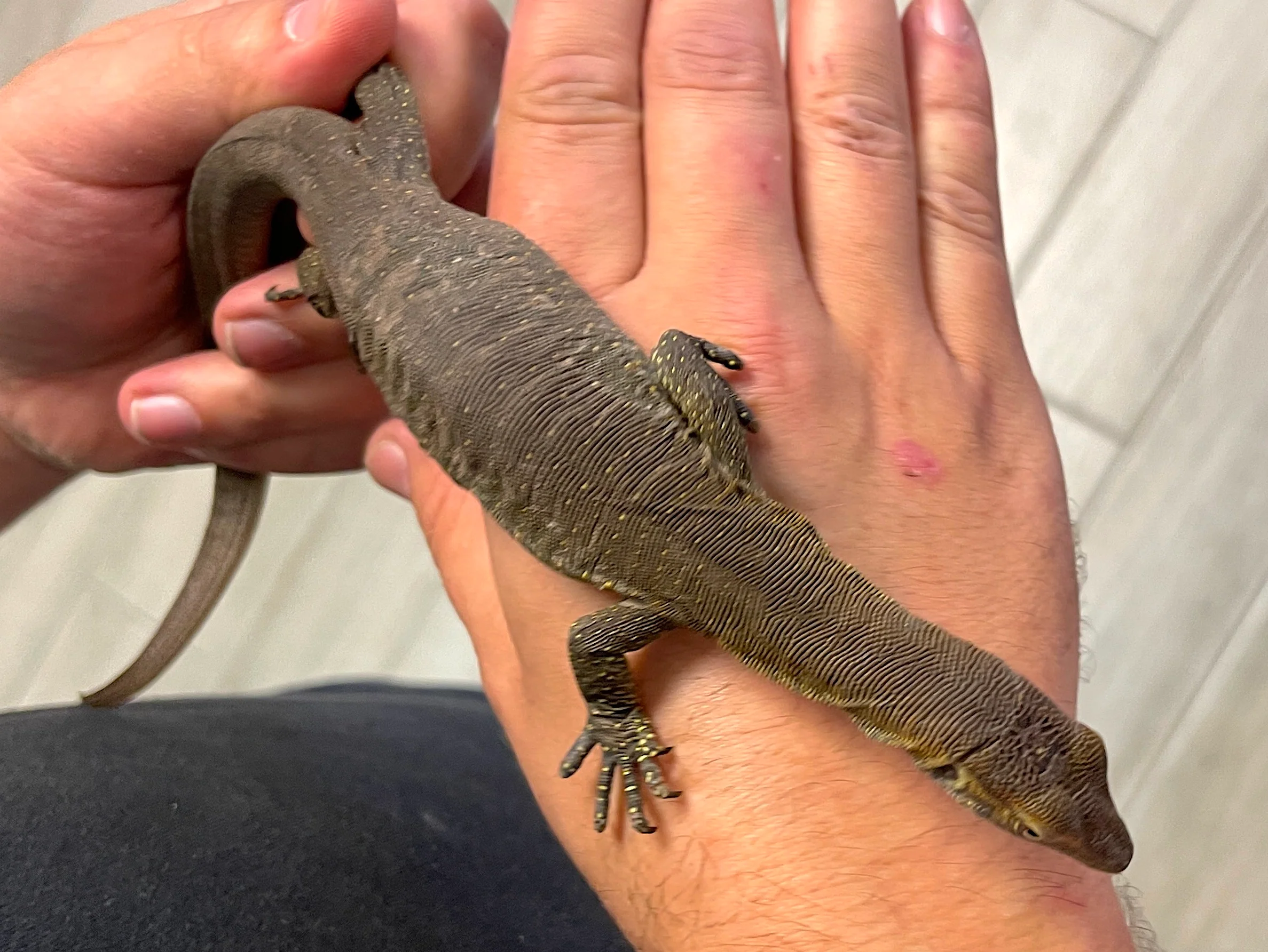 Mertens Water Monitor - Image 2