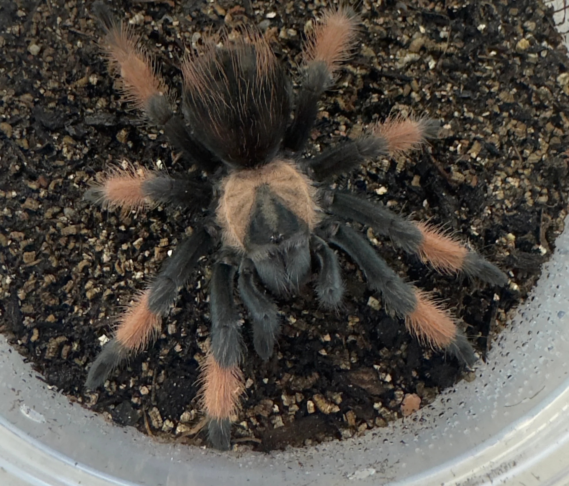 Mexican Painted Leg Tarantula (Brachypelma emilia)