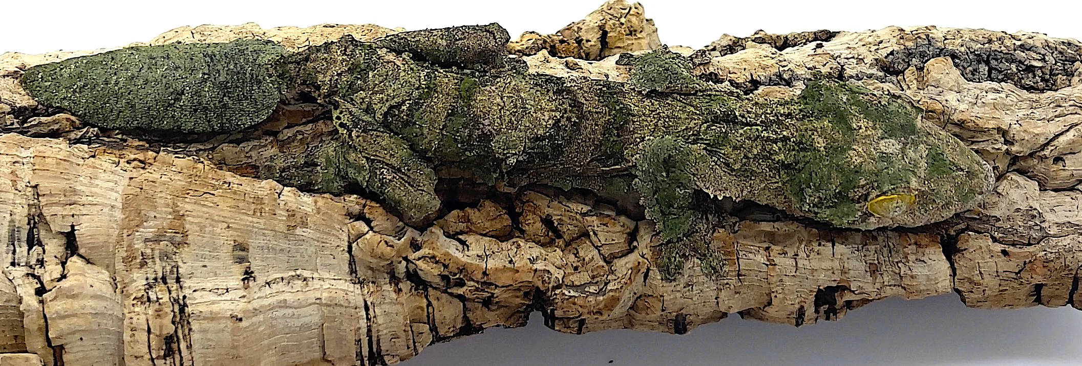 Mossy Leaf Tailed Gecko (Uroplatus sikorae)