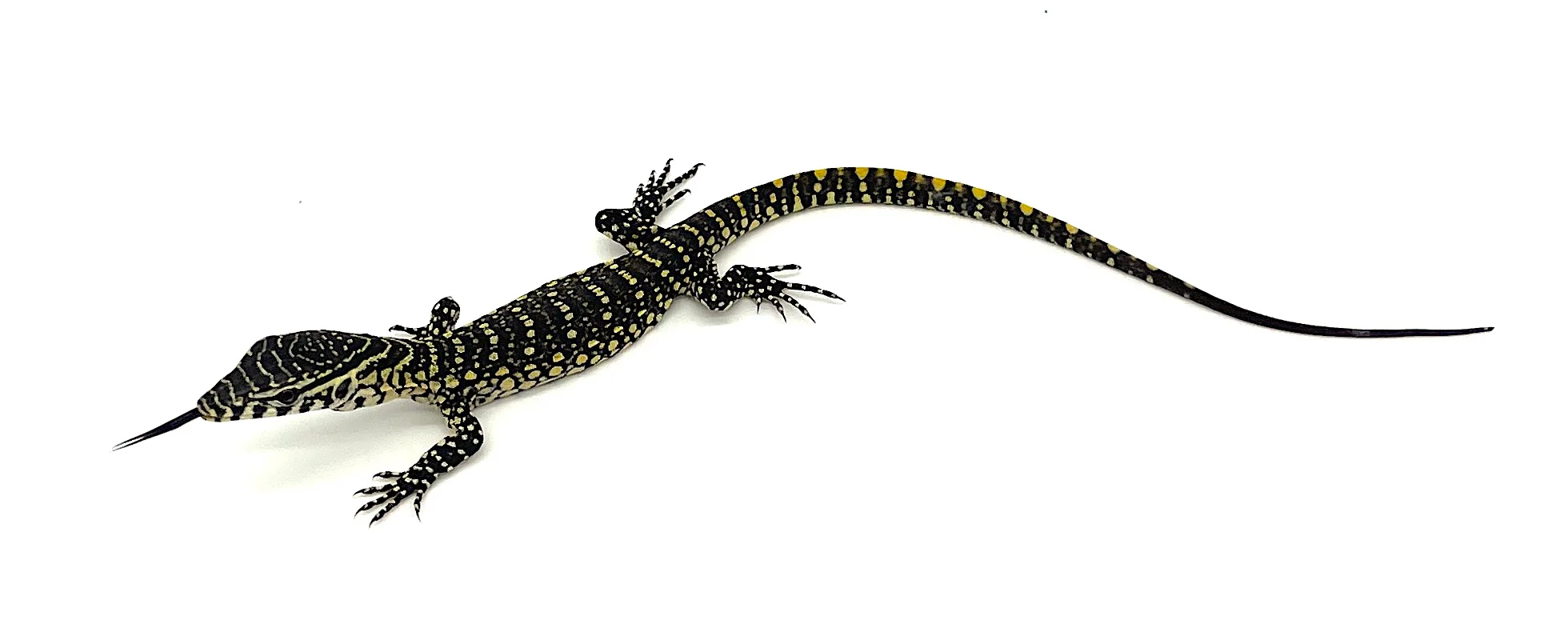 Nile Monitor- BABIES