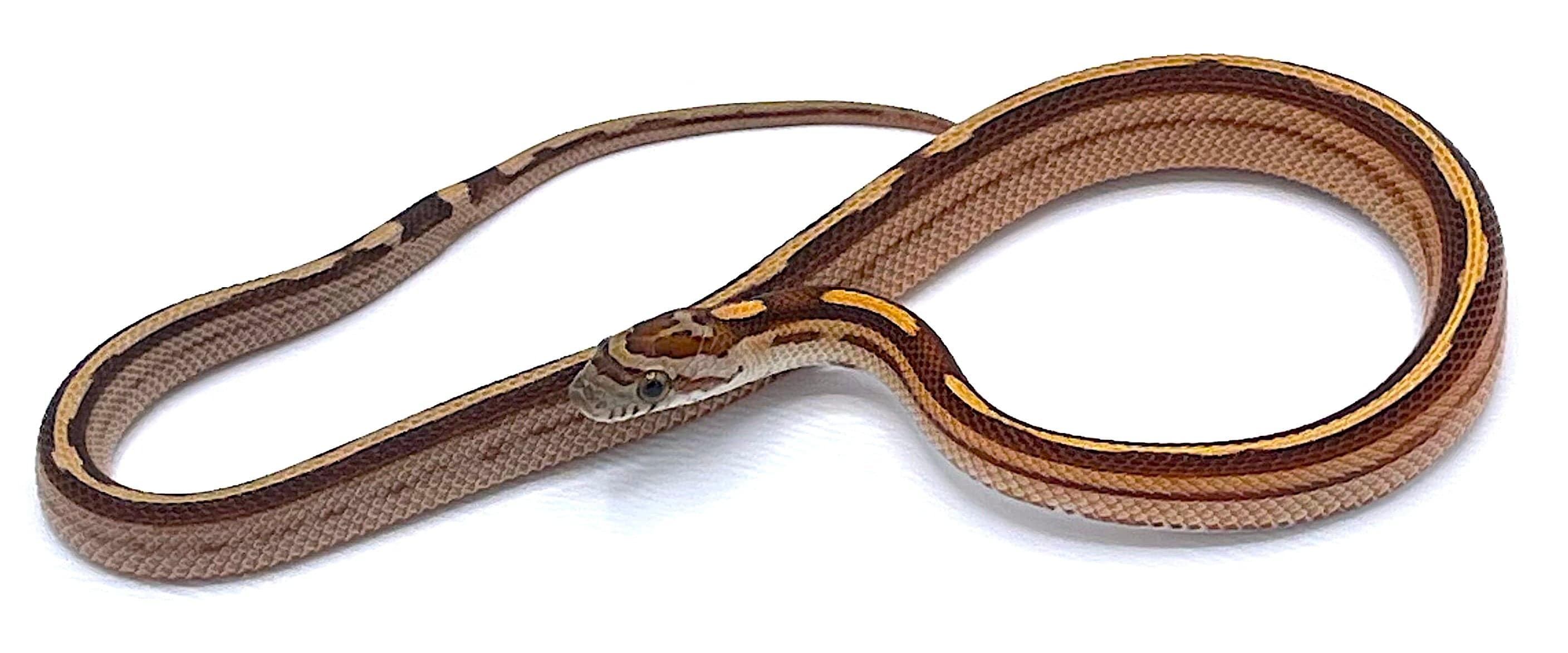 Normal Striped Corn Snake
