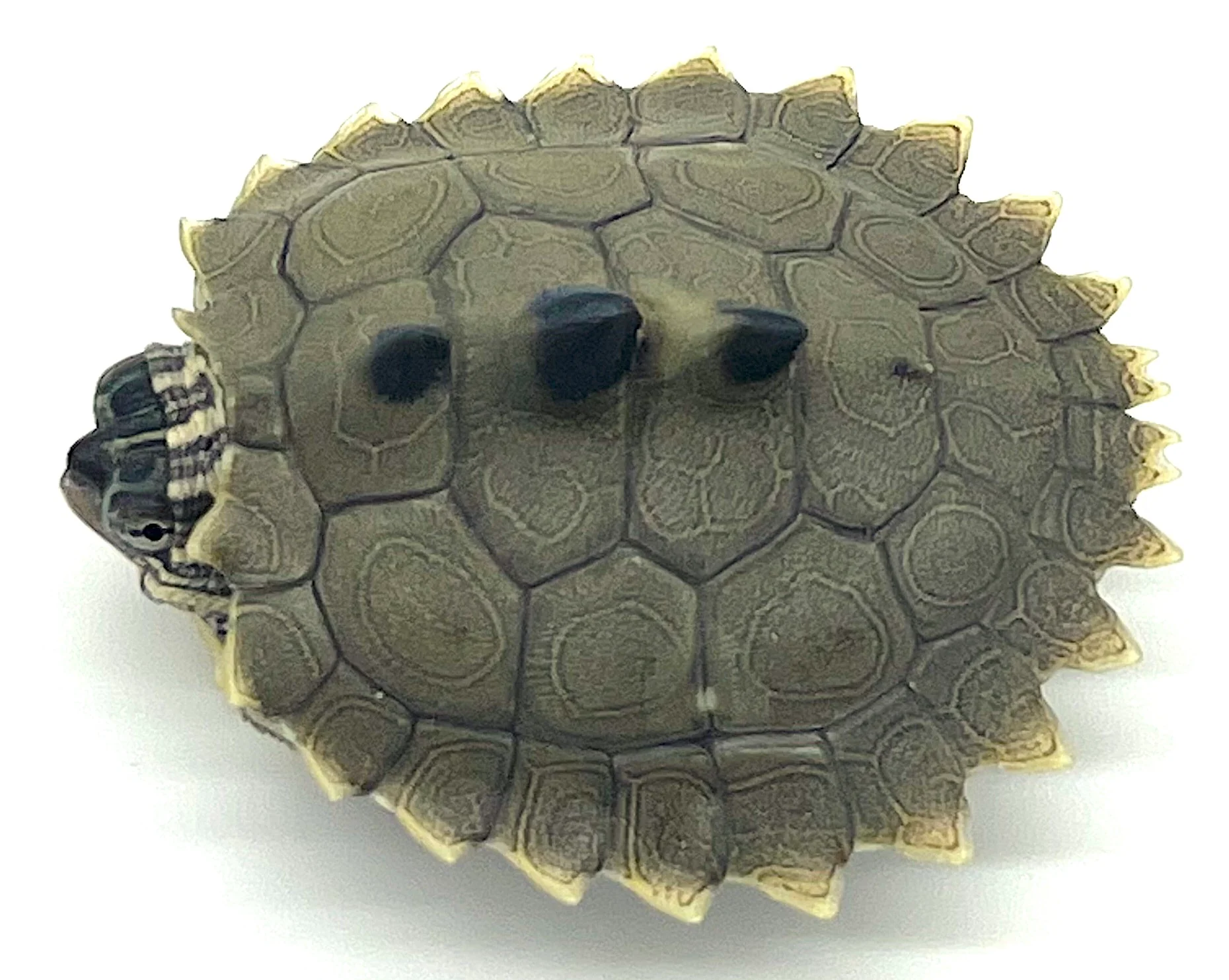 Northern Black Knobbed Turtle (Graptemys nigrinoda)