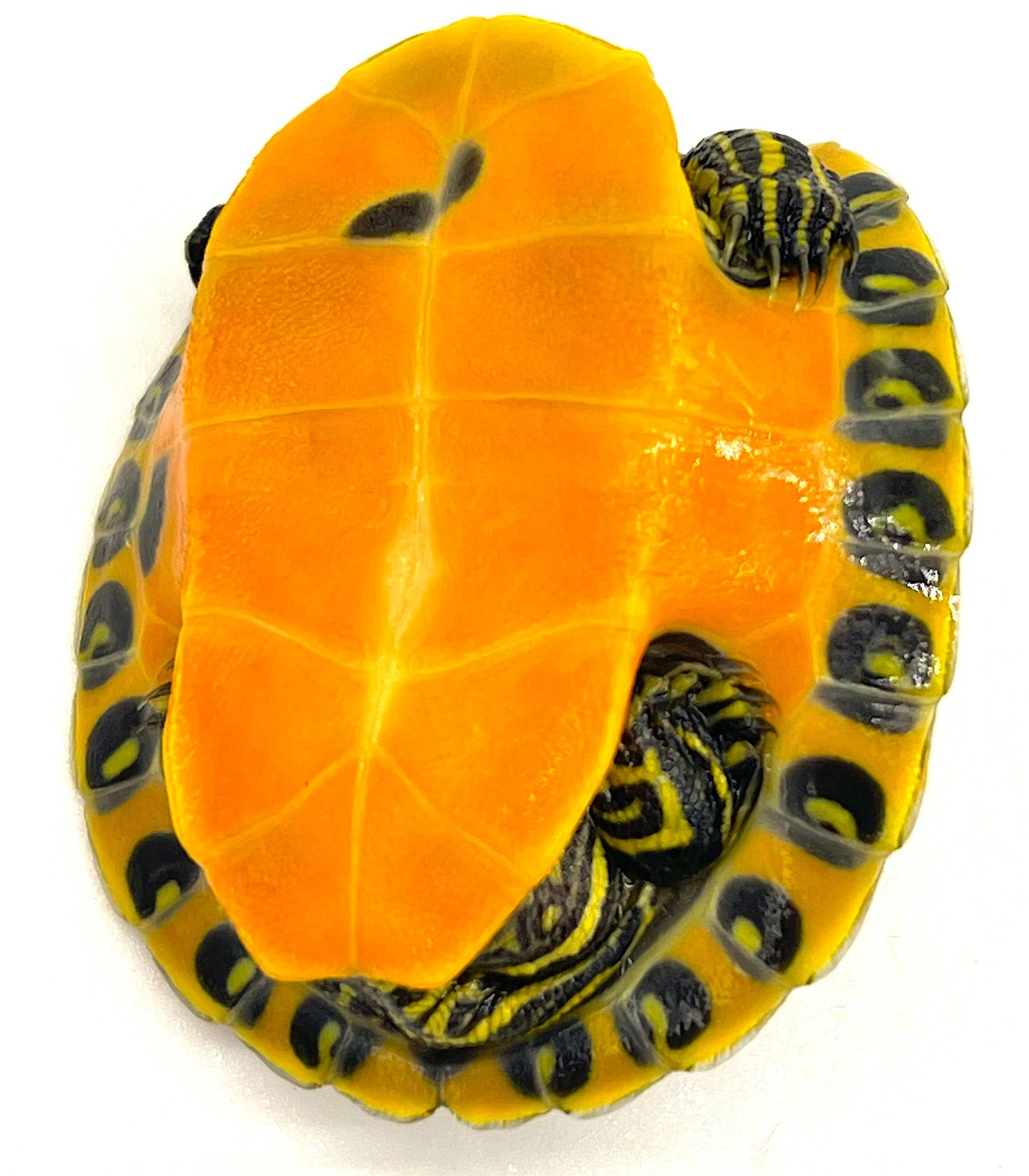 Red Belly Slider - Image 2