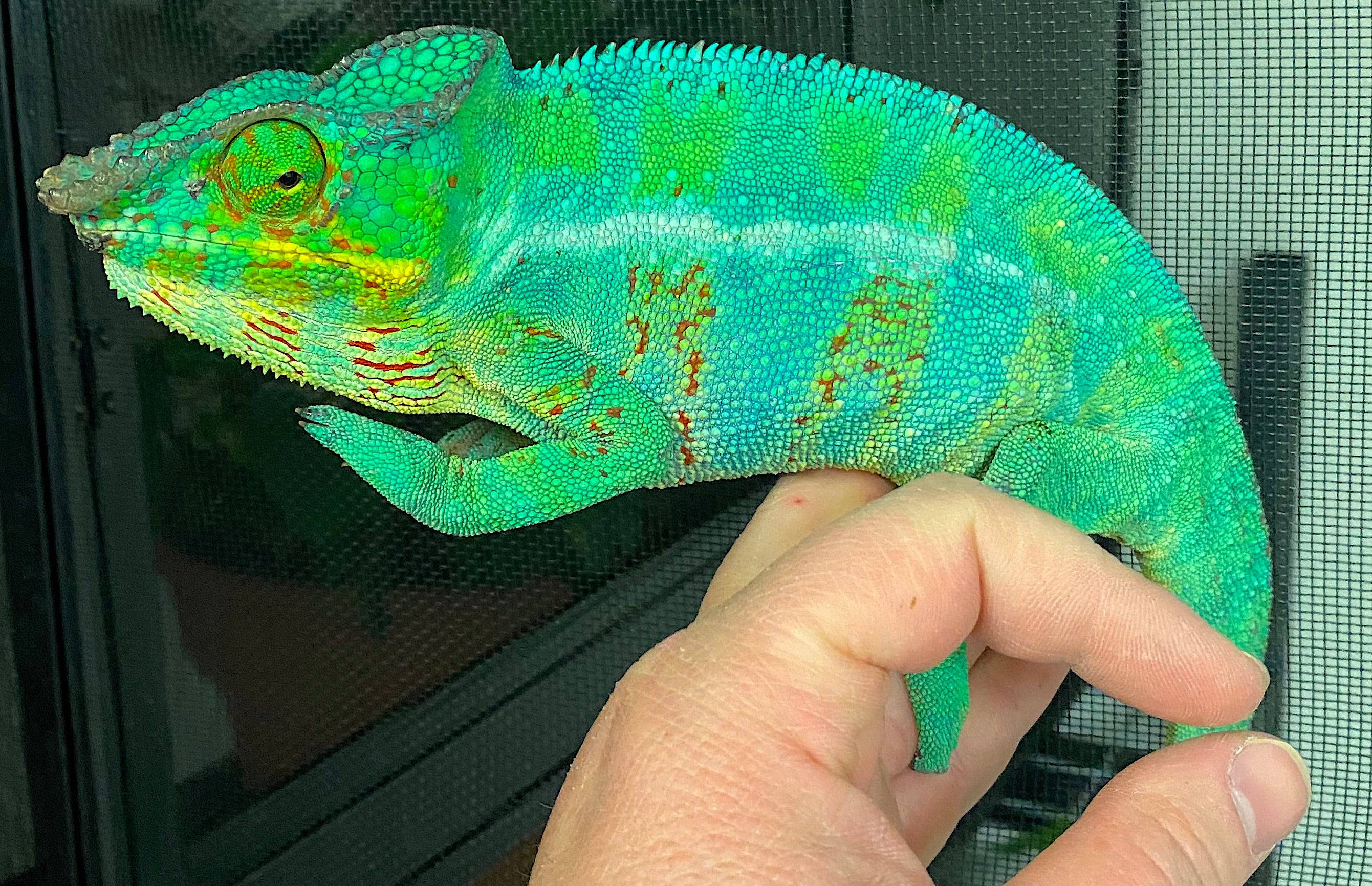 Nosy Be Panther Chameleon