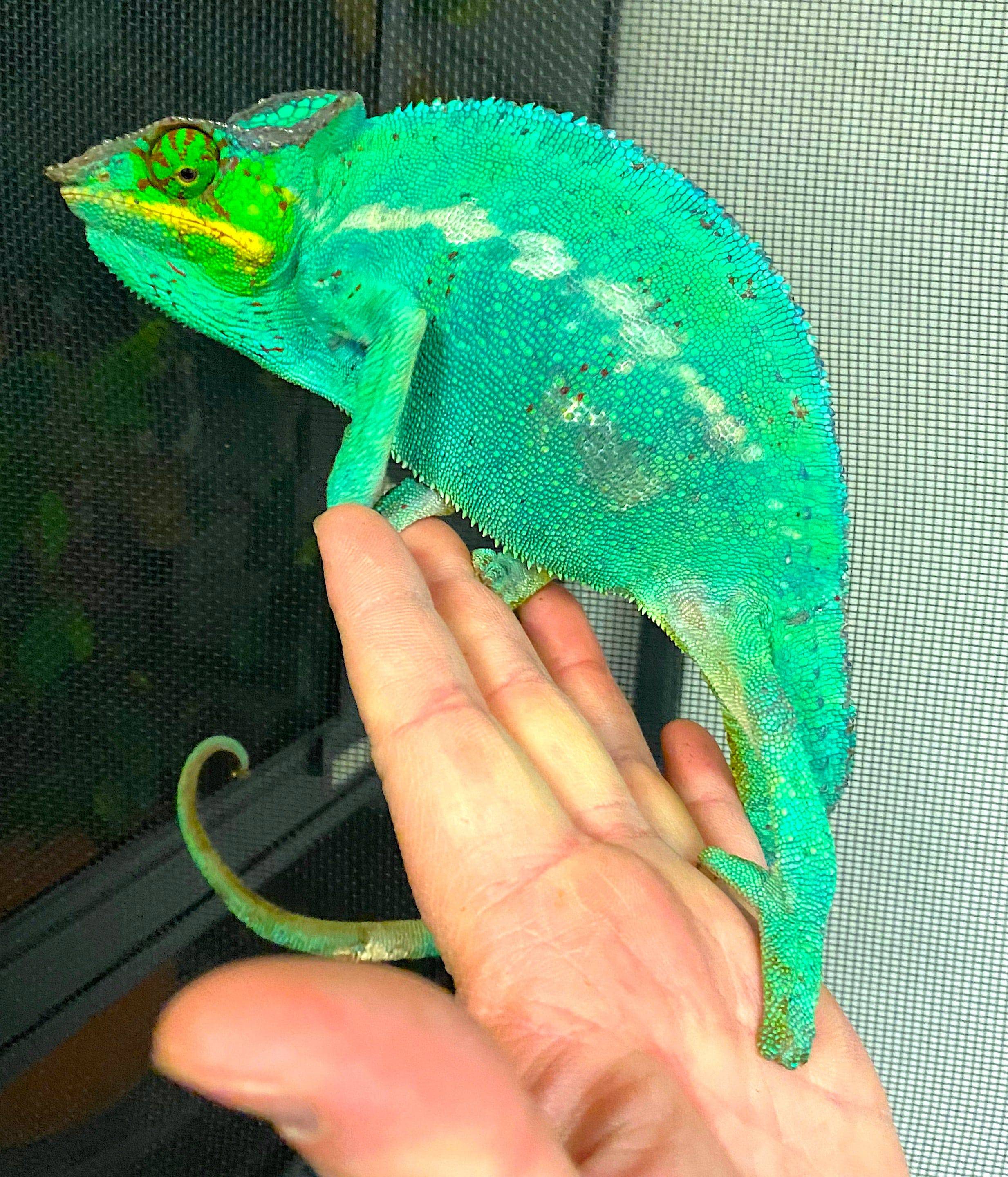 Nosy Be Panther Chameleon - Image 2