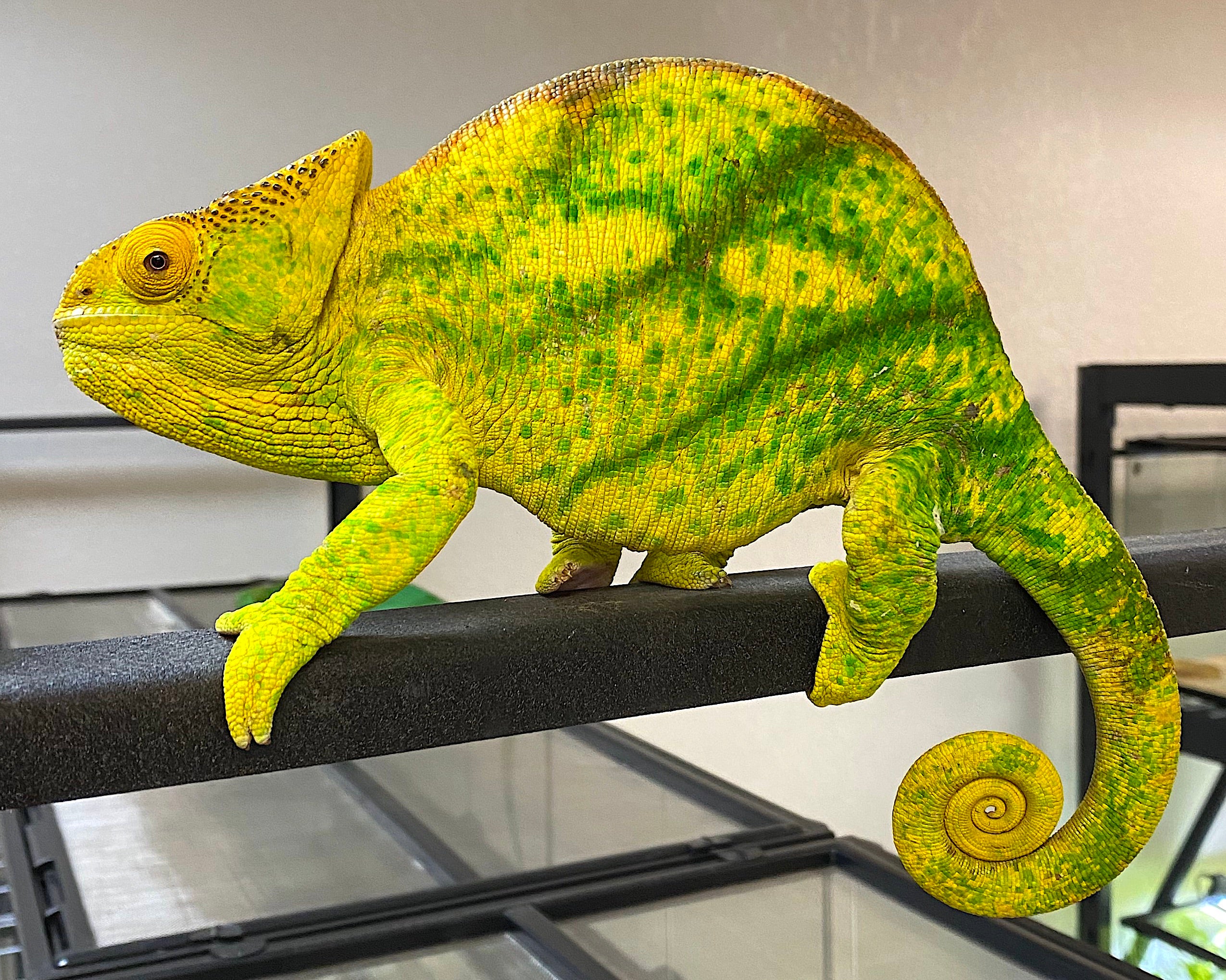 Orange Eye Parson’s Chameleons(Calumma parsonii) - Image 3