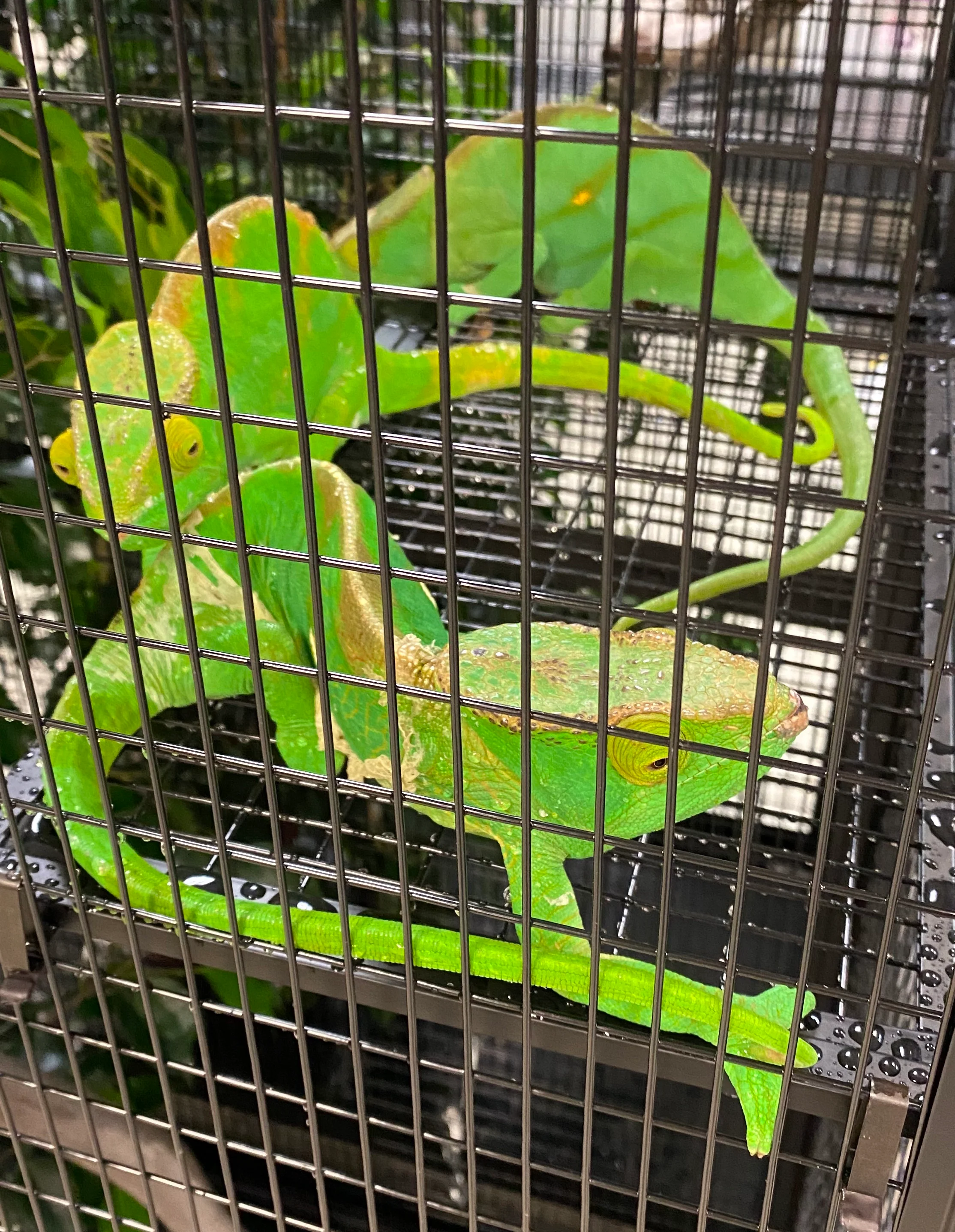 Orange Eye Parson’s Chameleons(Calumma parsonii) - Image 4