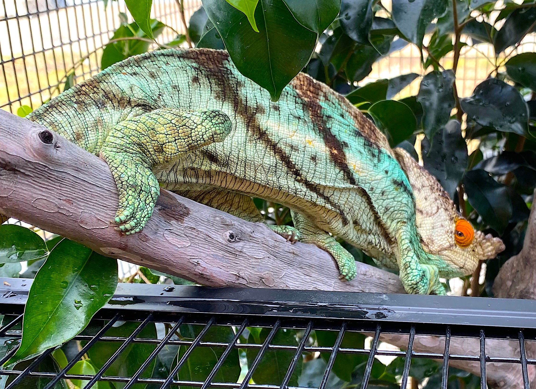 Orange Eye Parson’s Chameleons(Calumma parsonii) - Image 5