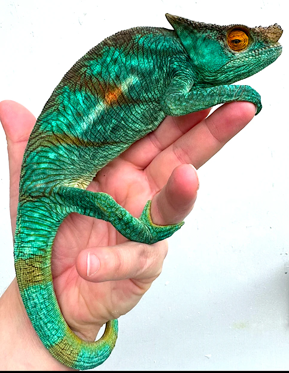 Orange Eyed Parsons Chameleon CBB Babies - Image 2
