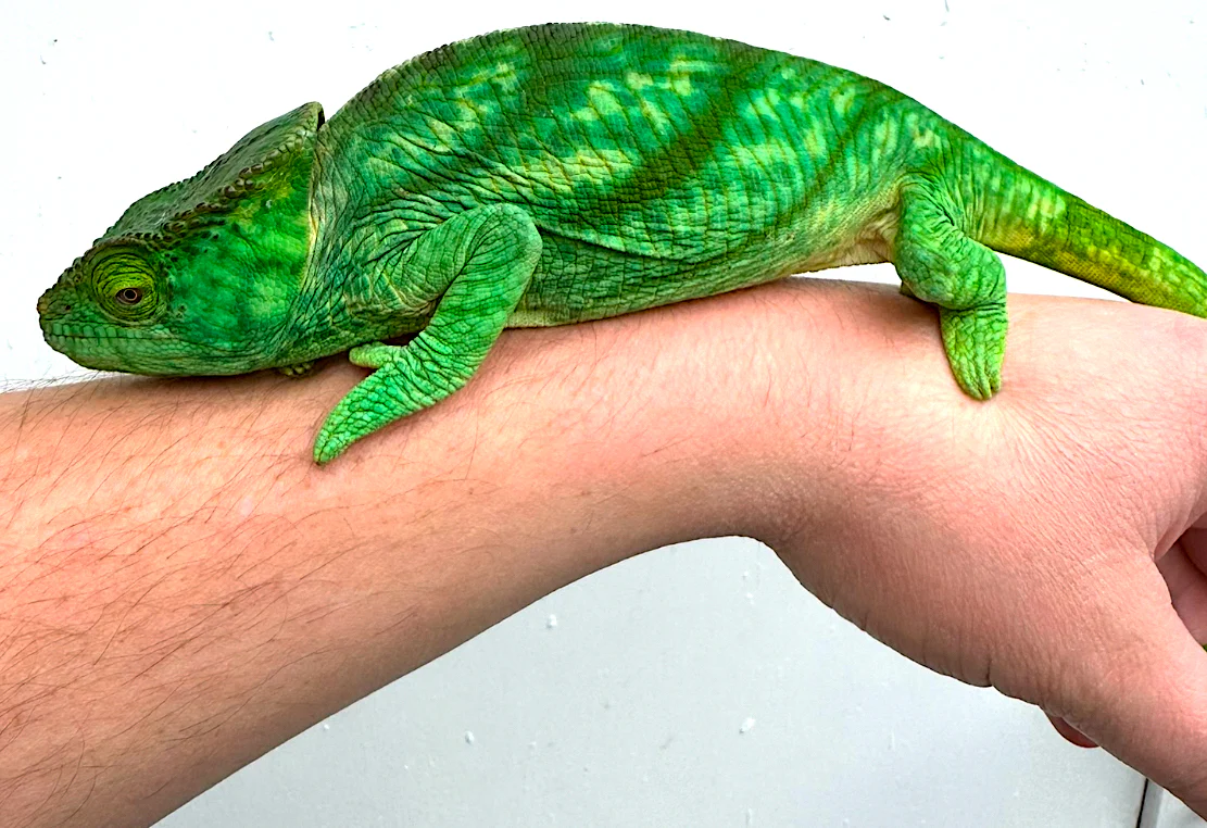 Orange Eyed Parsons Chameleon CBB Babies - Image 3