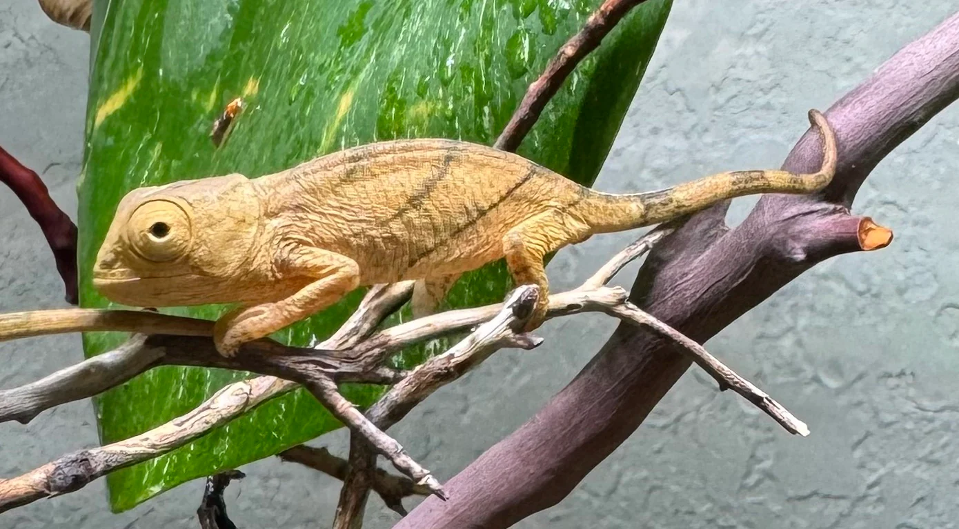 Orange Eyed Parsons Chameleon CBB Babies - Image 4