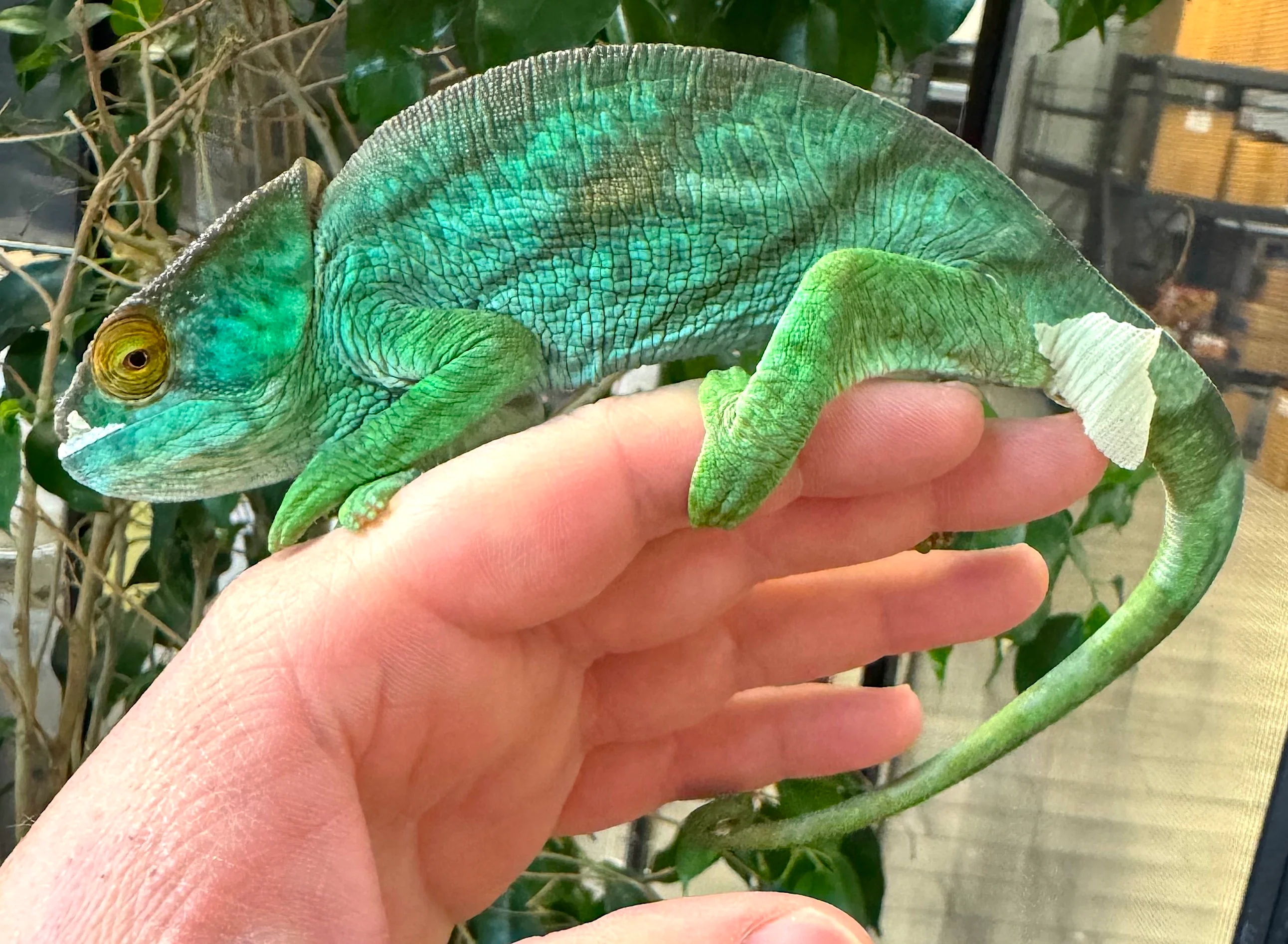 Orange Eyed Parsons Chameleon juvenile (OEPJ1)