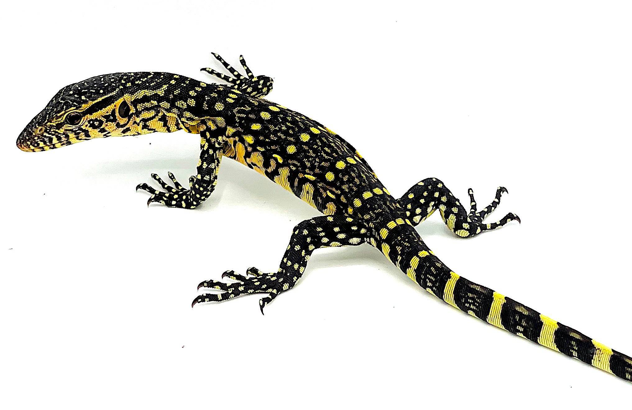 Ornate "Nile" Monitors