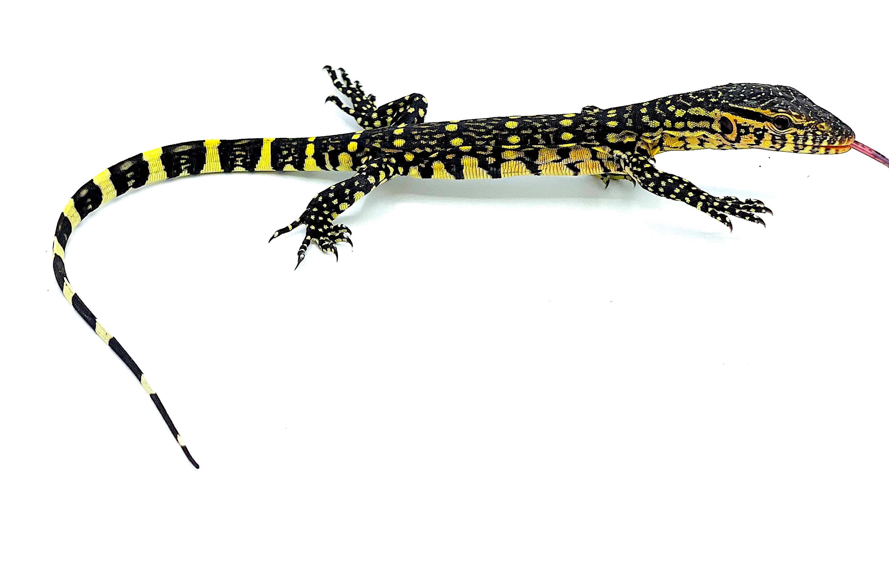 Ornate "Nile" Monitors - Image 2