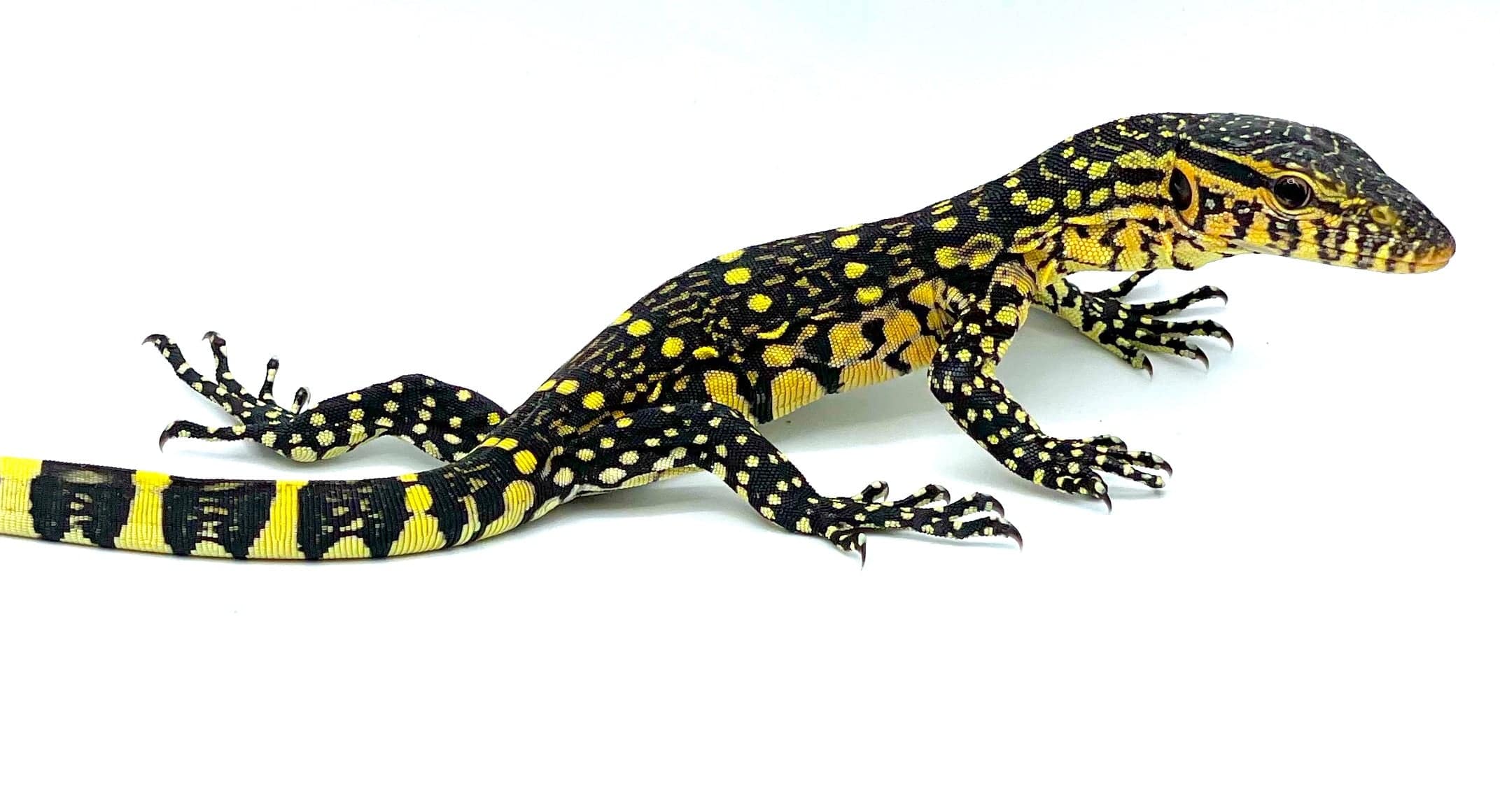 Ornate "Nile" Monitors - Image 3