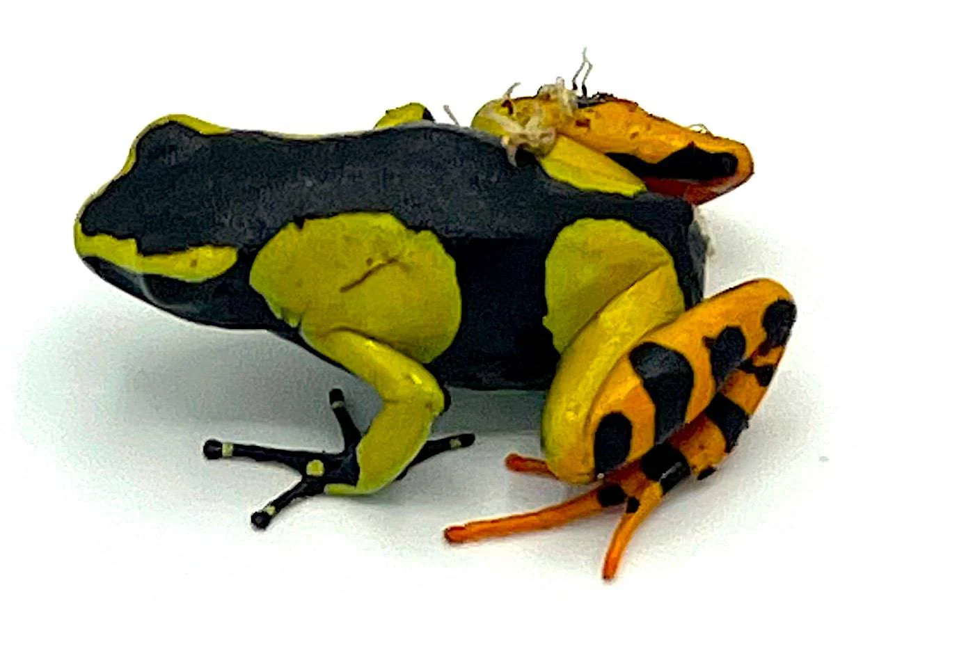 Painted Mantella (Mantella baroni)