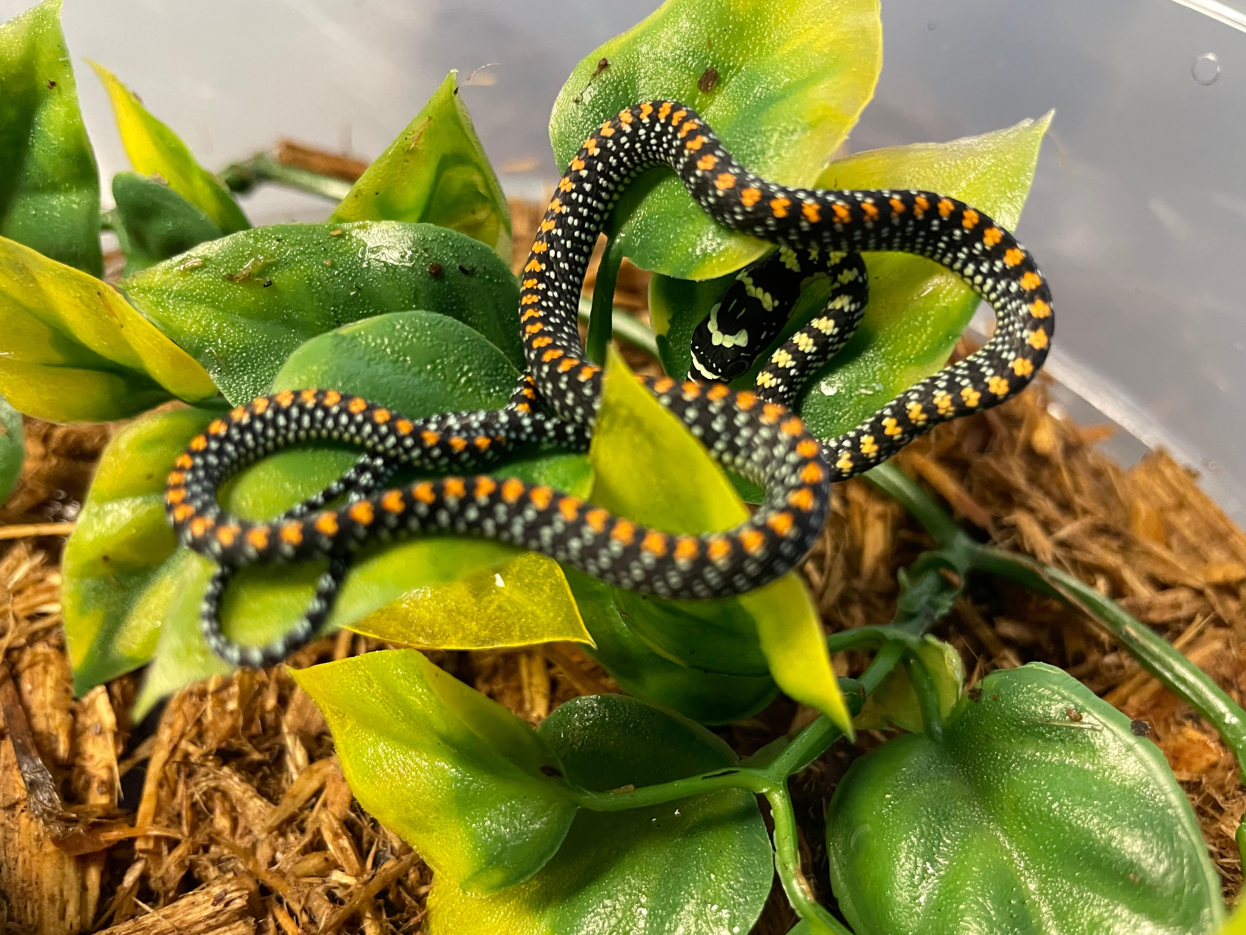 Paradise flying snake