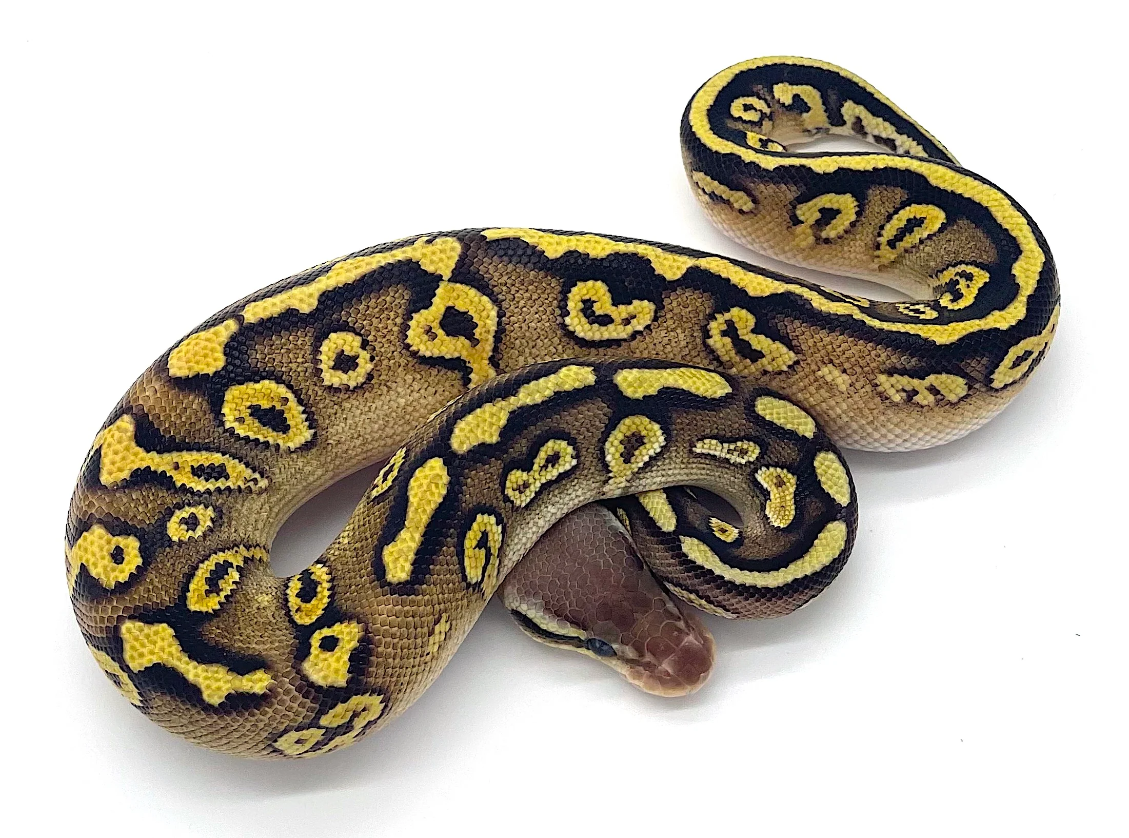 Pastave Ball Python