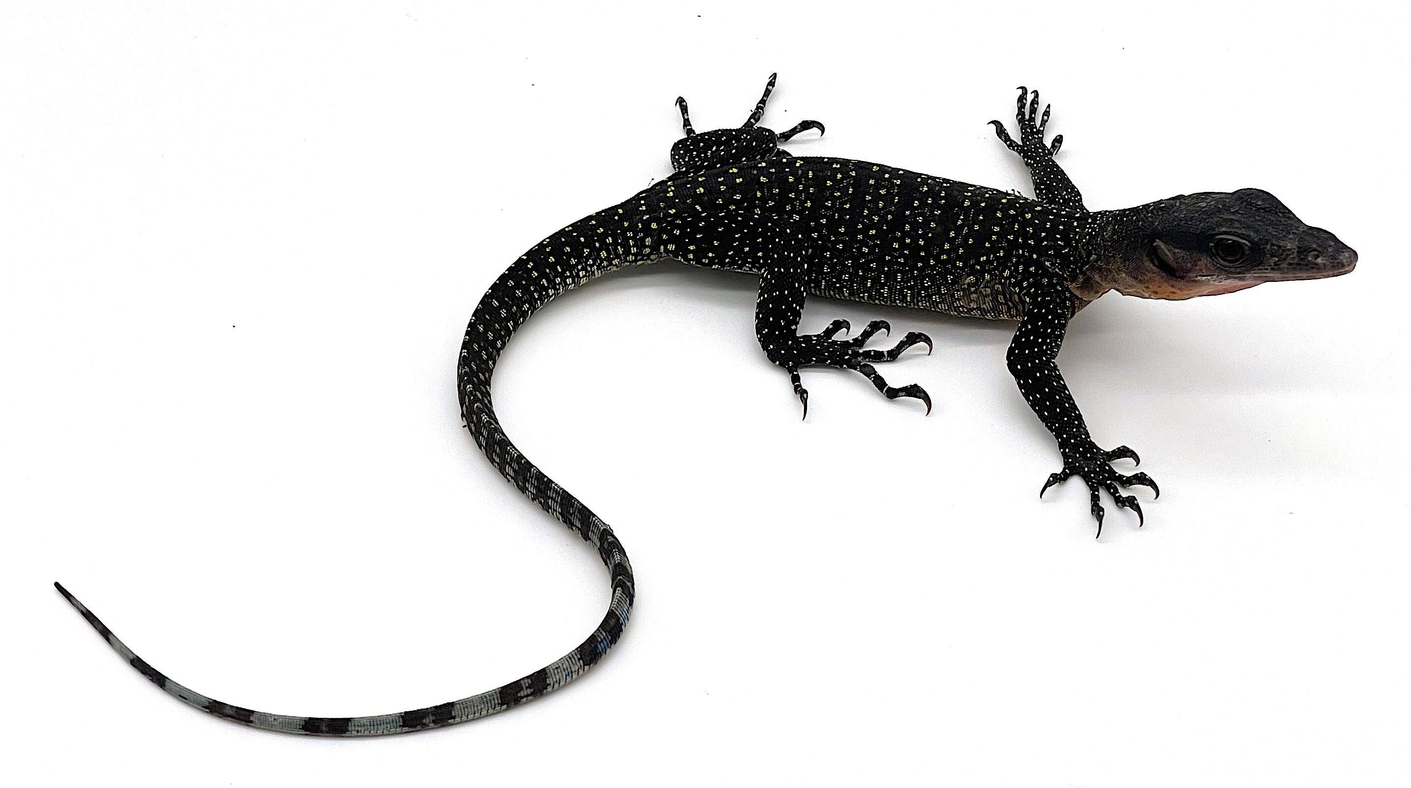 Peach Throat Monitor Hatchling