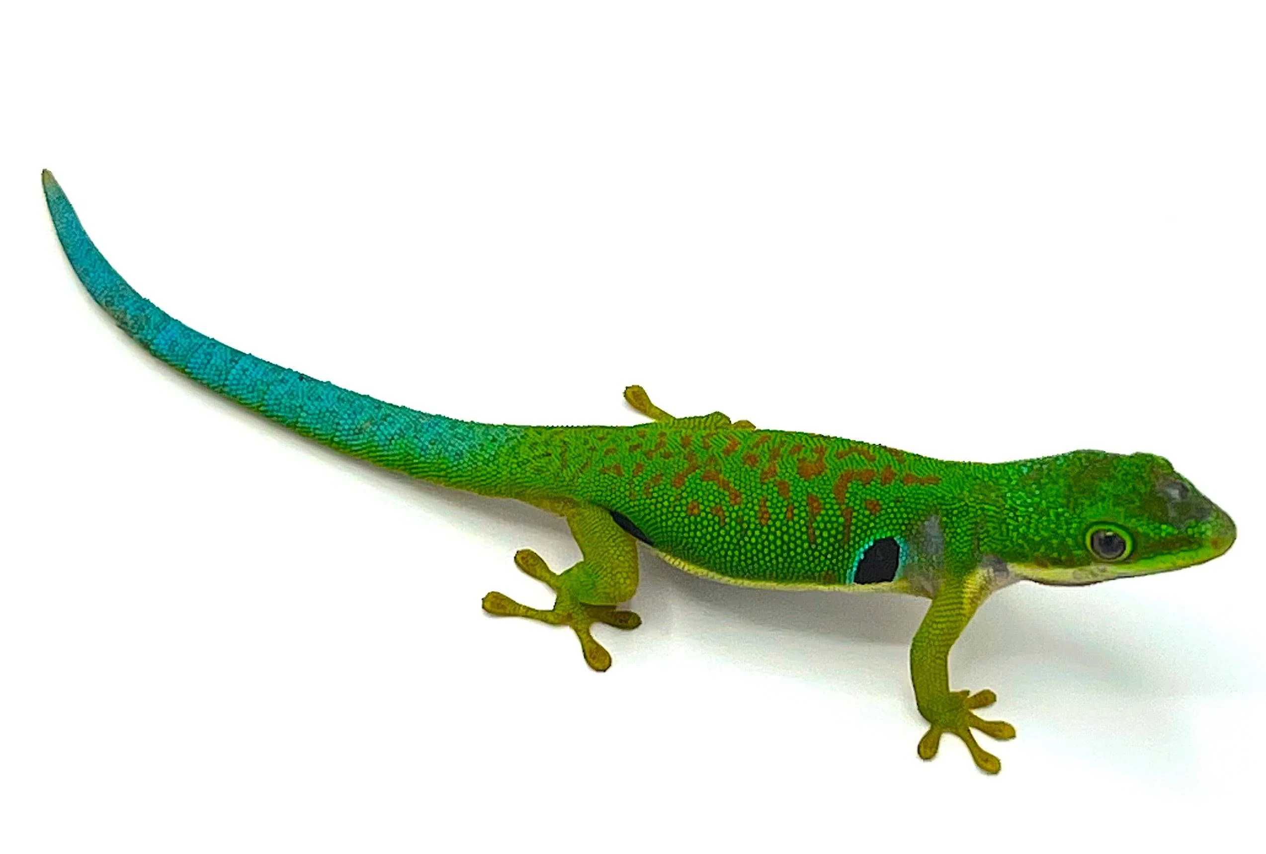 Peacock Day Gecko (Phelsuma quadriocellata)