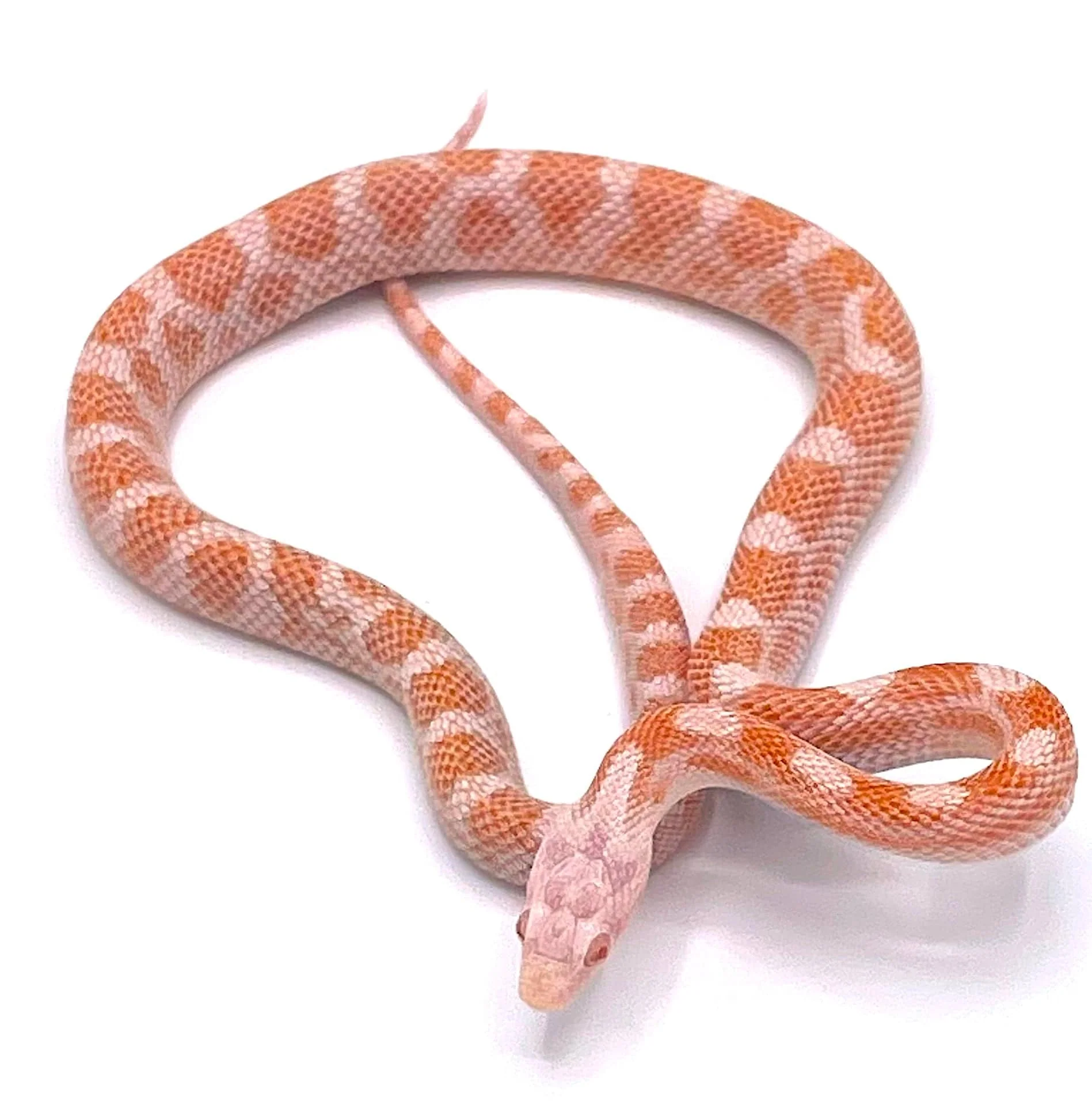 Peppermint Corn Snake