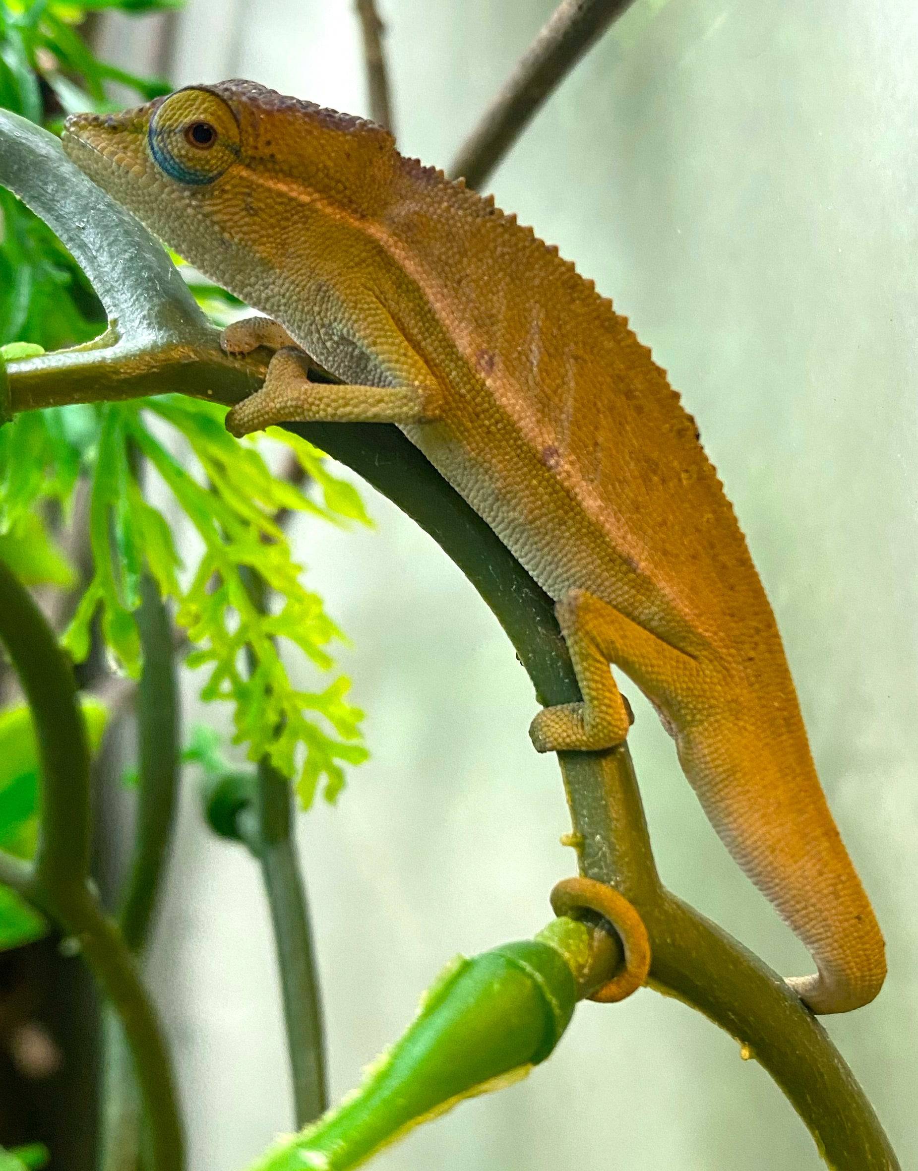 Perinet chameleon (Calumma gastrotaenia)