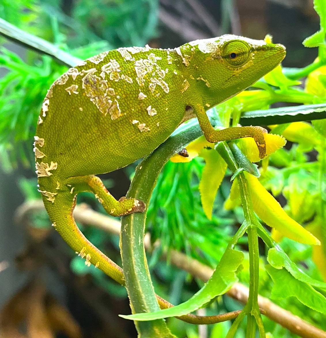 Perinet chameleon (Calumma gastrotaenia) - Image 2