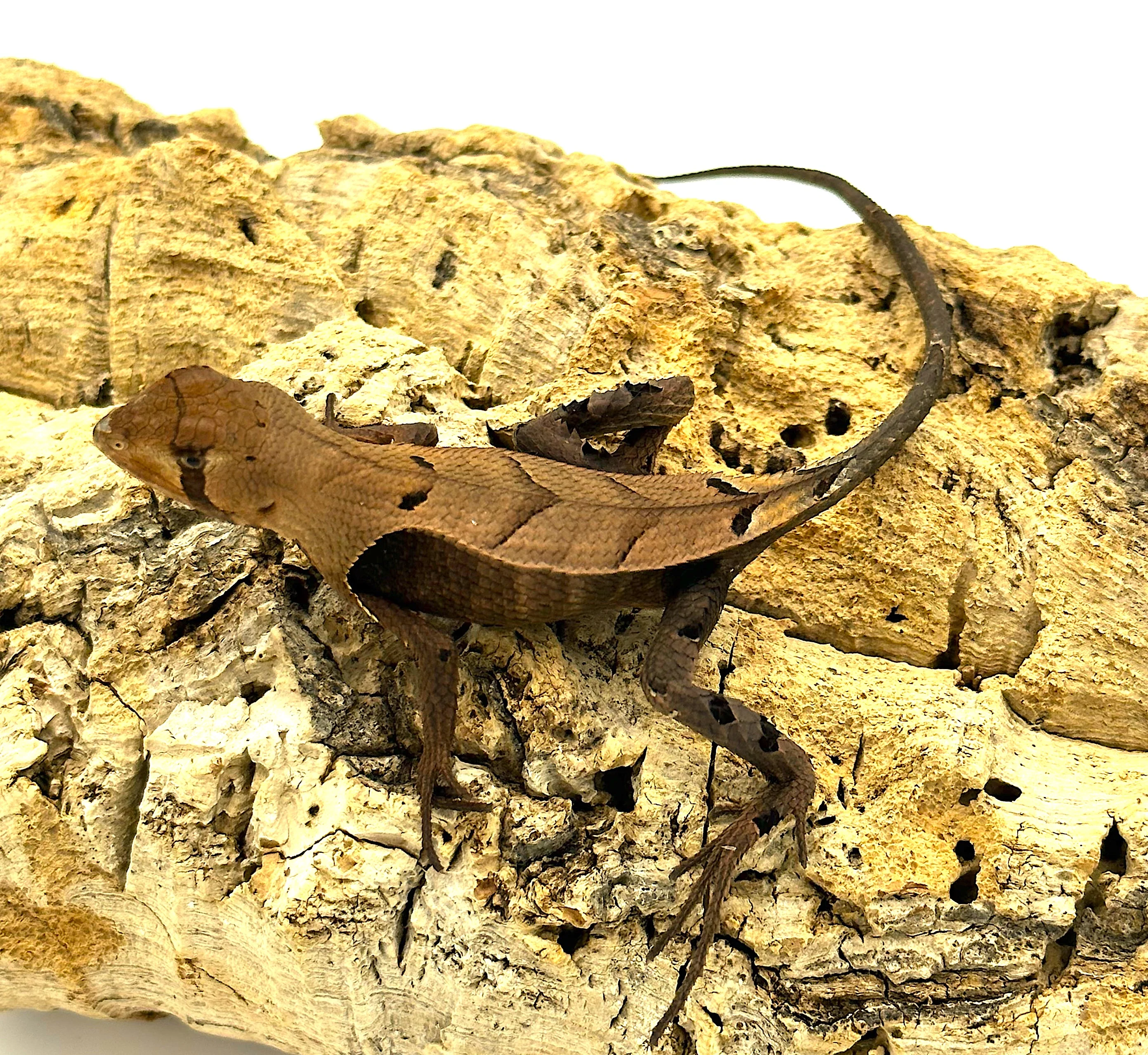 Peruvian Dead Leaf Lizard (Stenocercus fimbriatus)