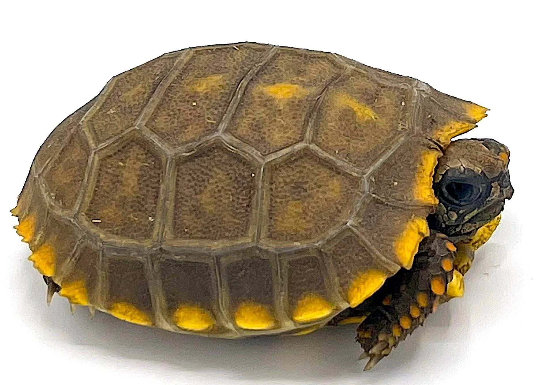 Peruvian Yellow Footed Tortoise - Image 2