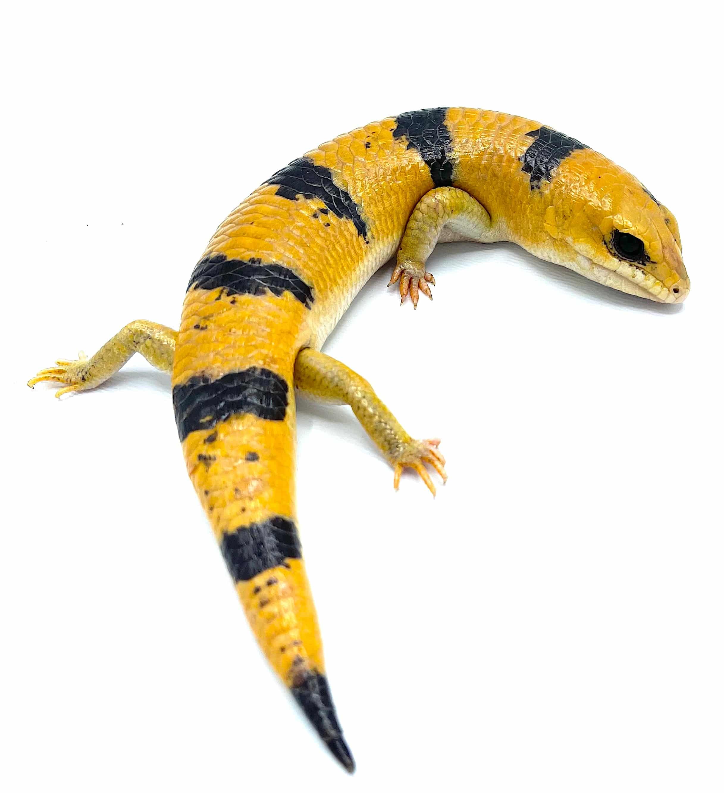 Peter's Banded Skink (Scincopus fasciatus)
