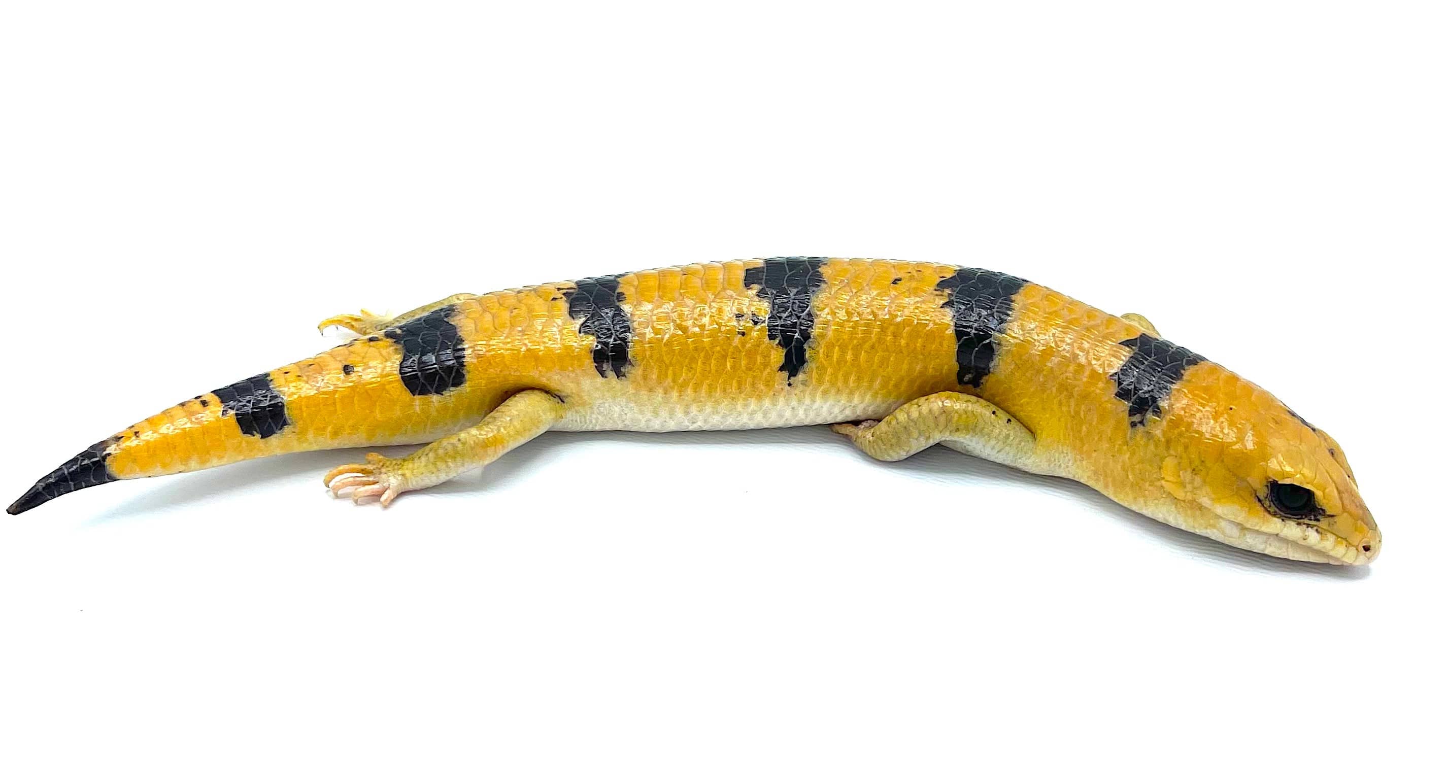 Peter's Banded Skink (Scincopus fasciatus) - Image 2