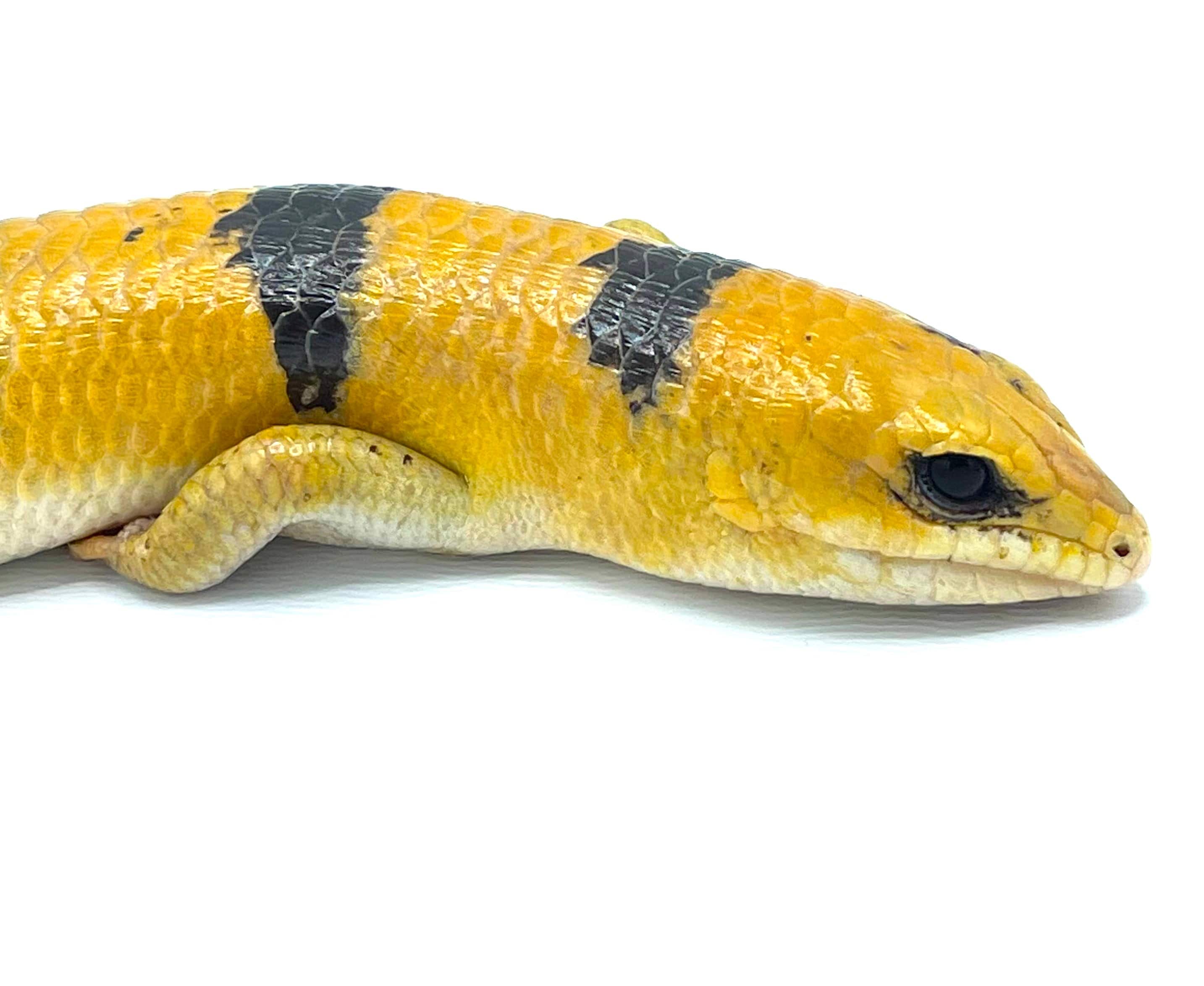 Peter's Banded Skink (Scincopus fasciatus) - Image 3
