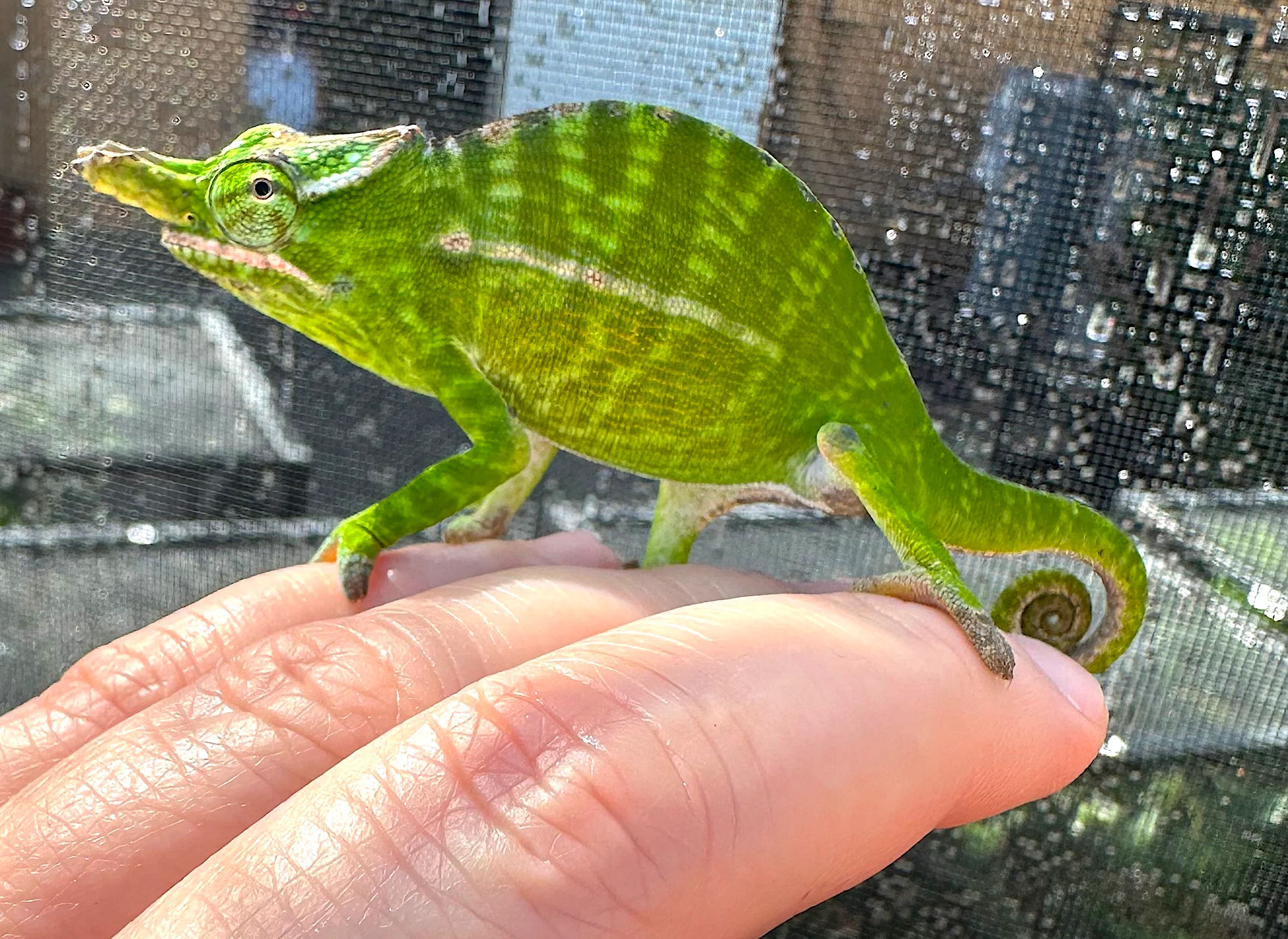 Petter's chameleon (Furcifer petteri)