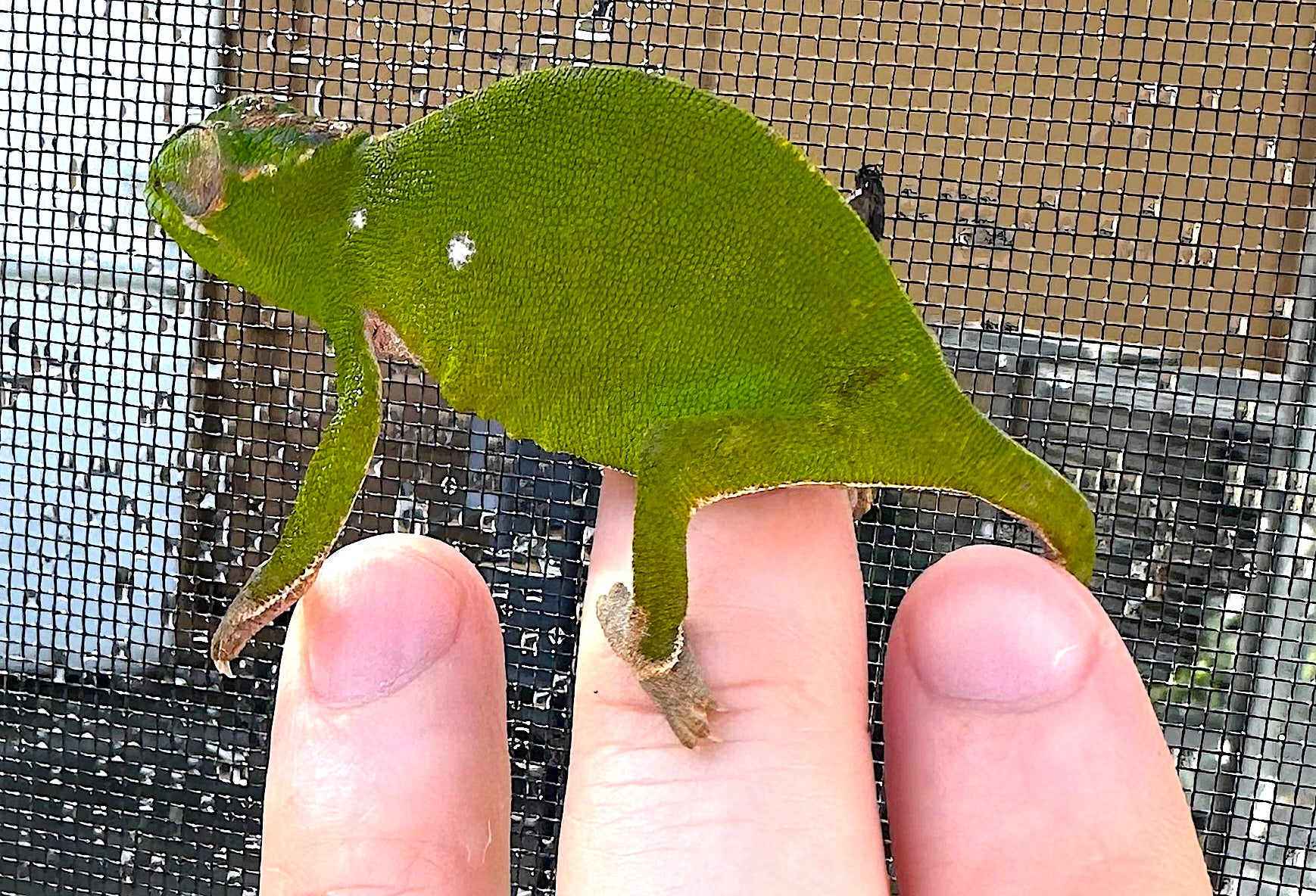 Petter's chameleon (Furcifer petteri) - Image 2