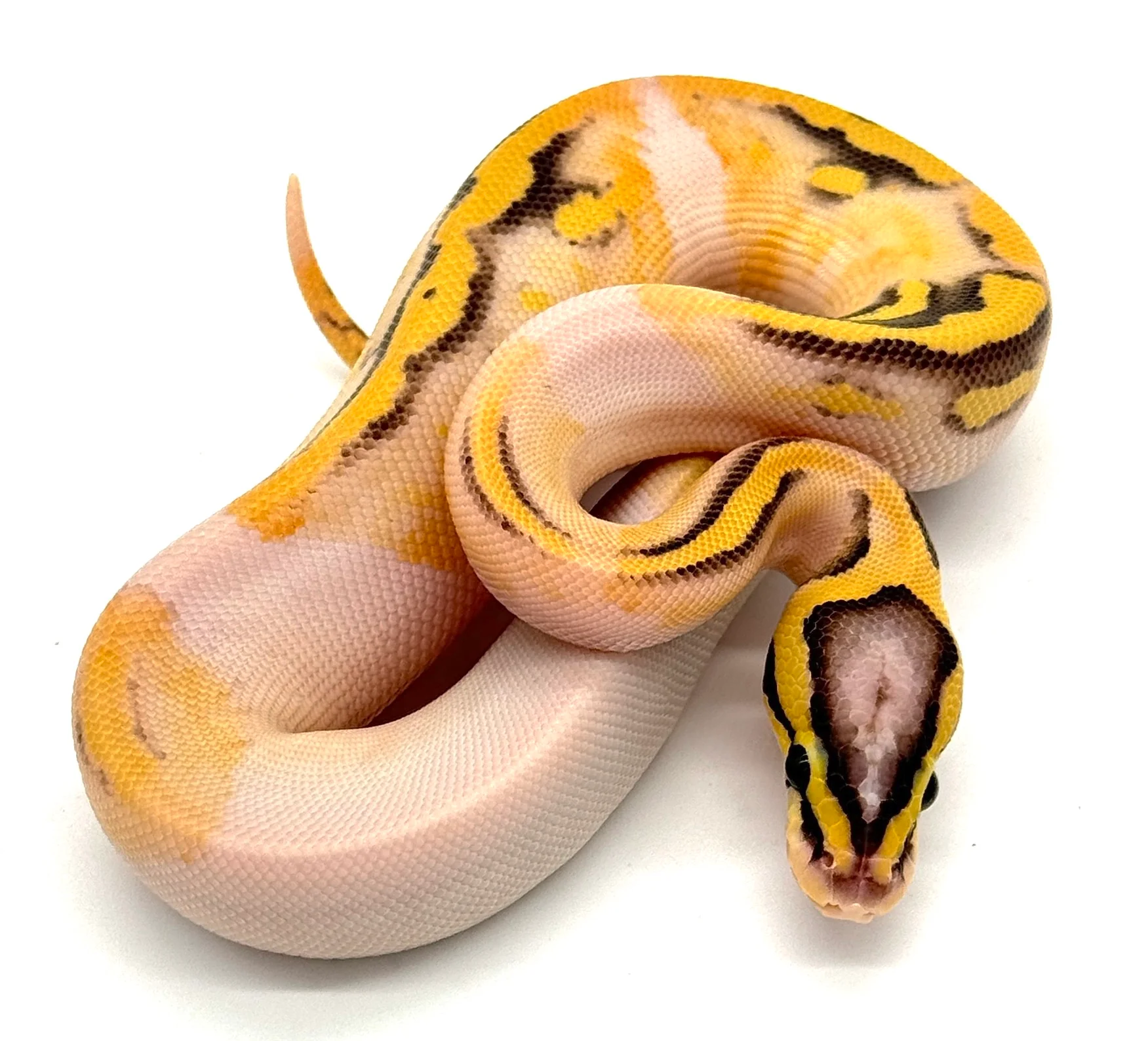 Pied Fire Super Pastel Ball Python
