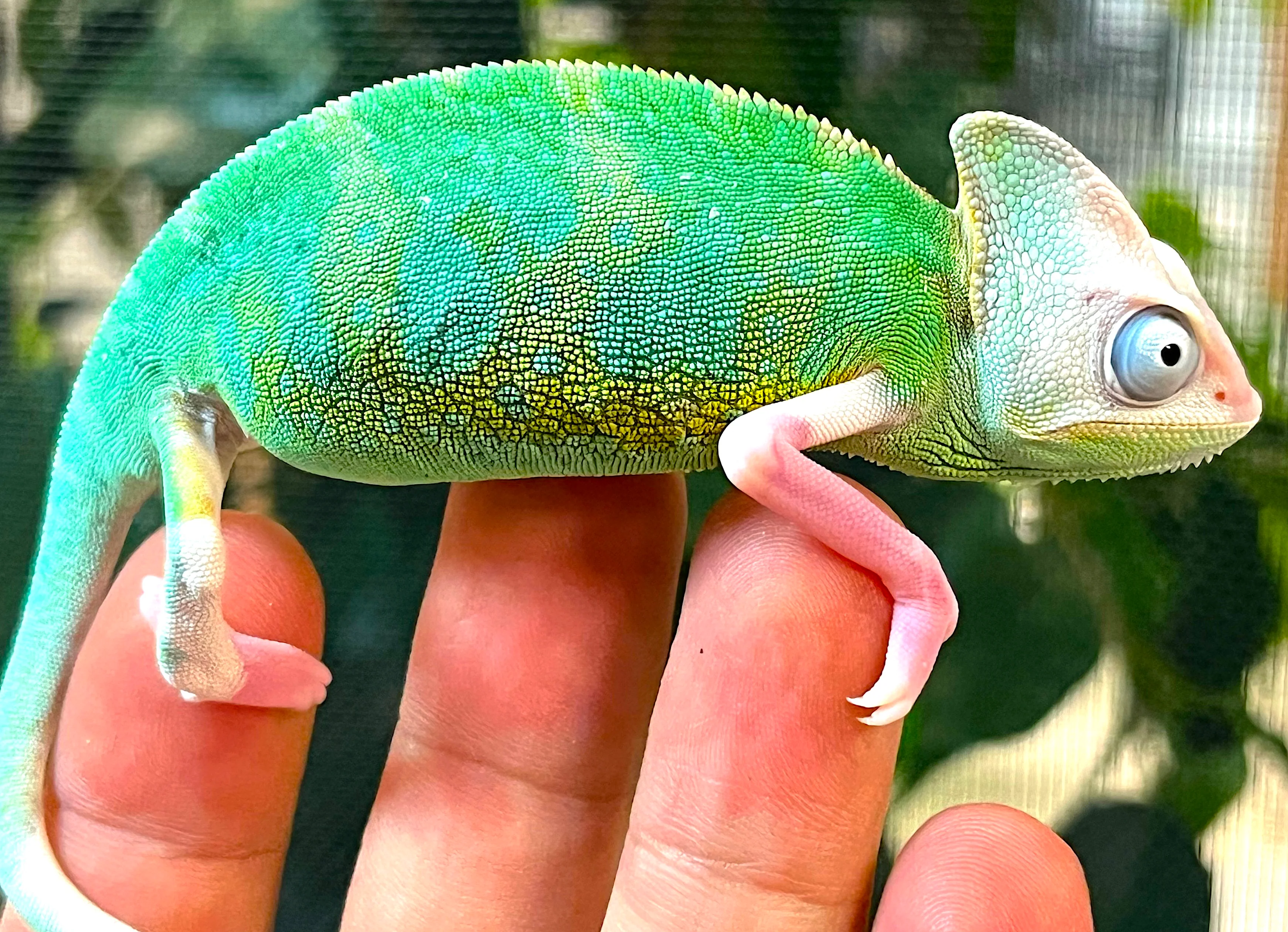 Pied Veiled Chameleon