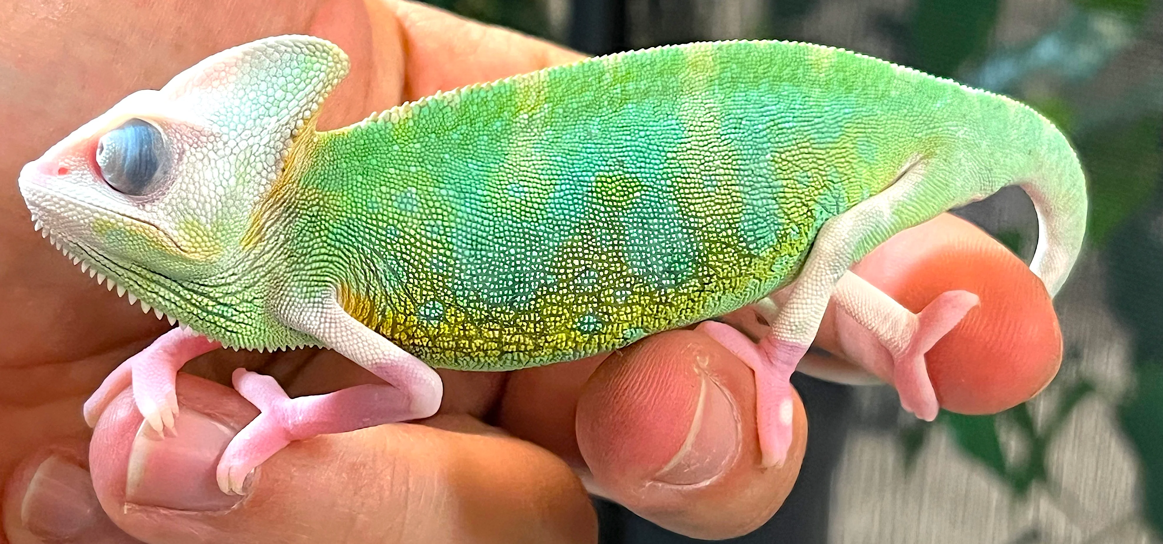 Pied Veiled Chameleon - Image 2