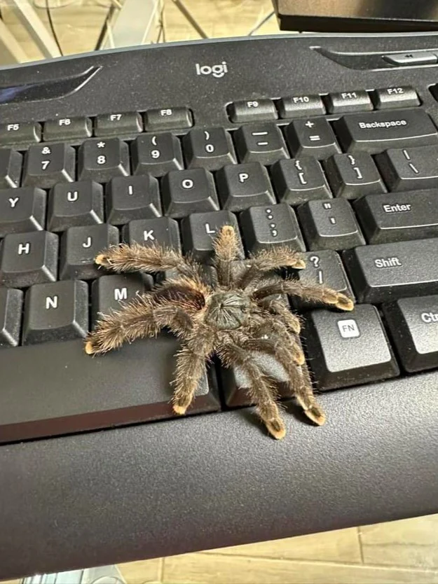 Pink Toe Tarantula