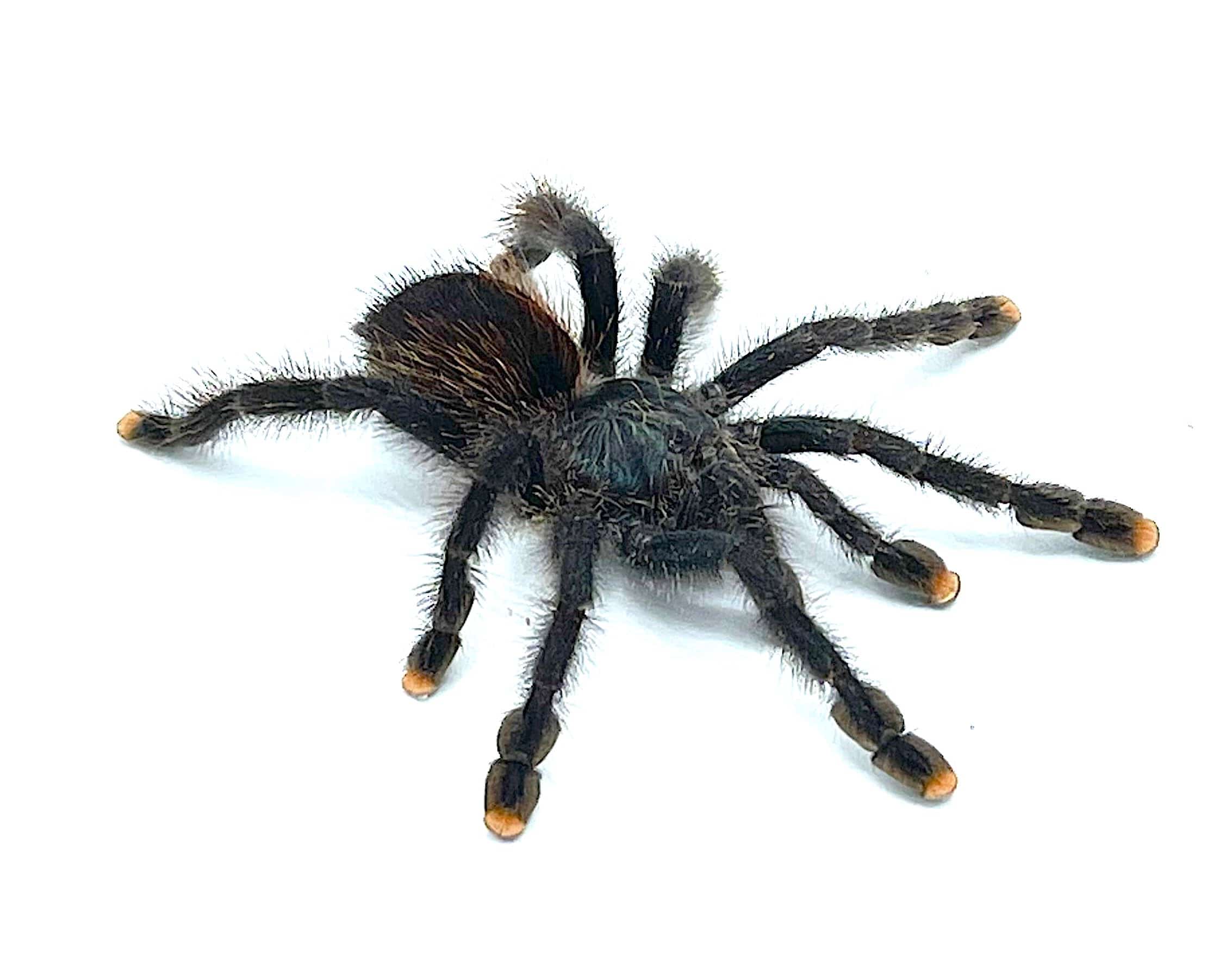 Pink Toe Tarantula - Image 2