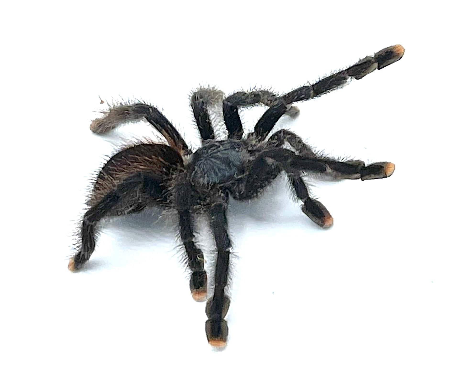 Pink Toe Tarantula - Image 3
